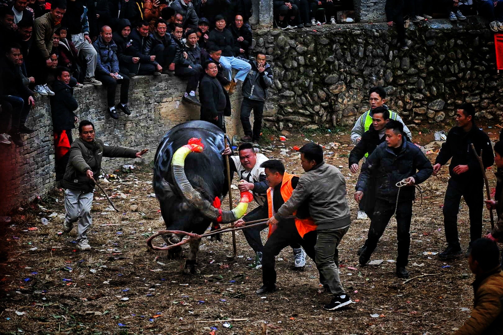 China Bivolii foto ovi