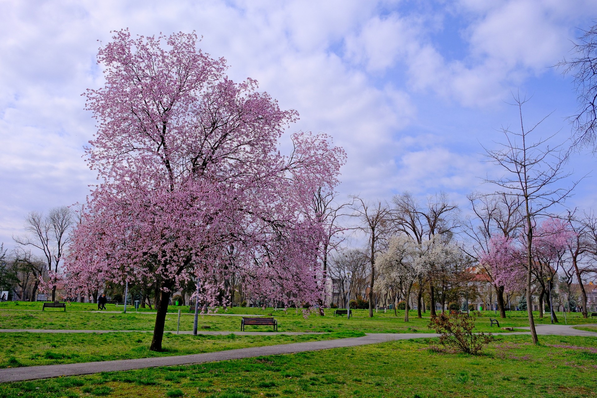 parcul 1 decembrie 6