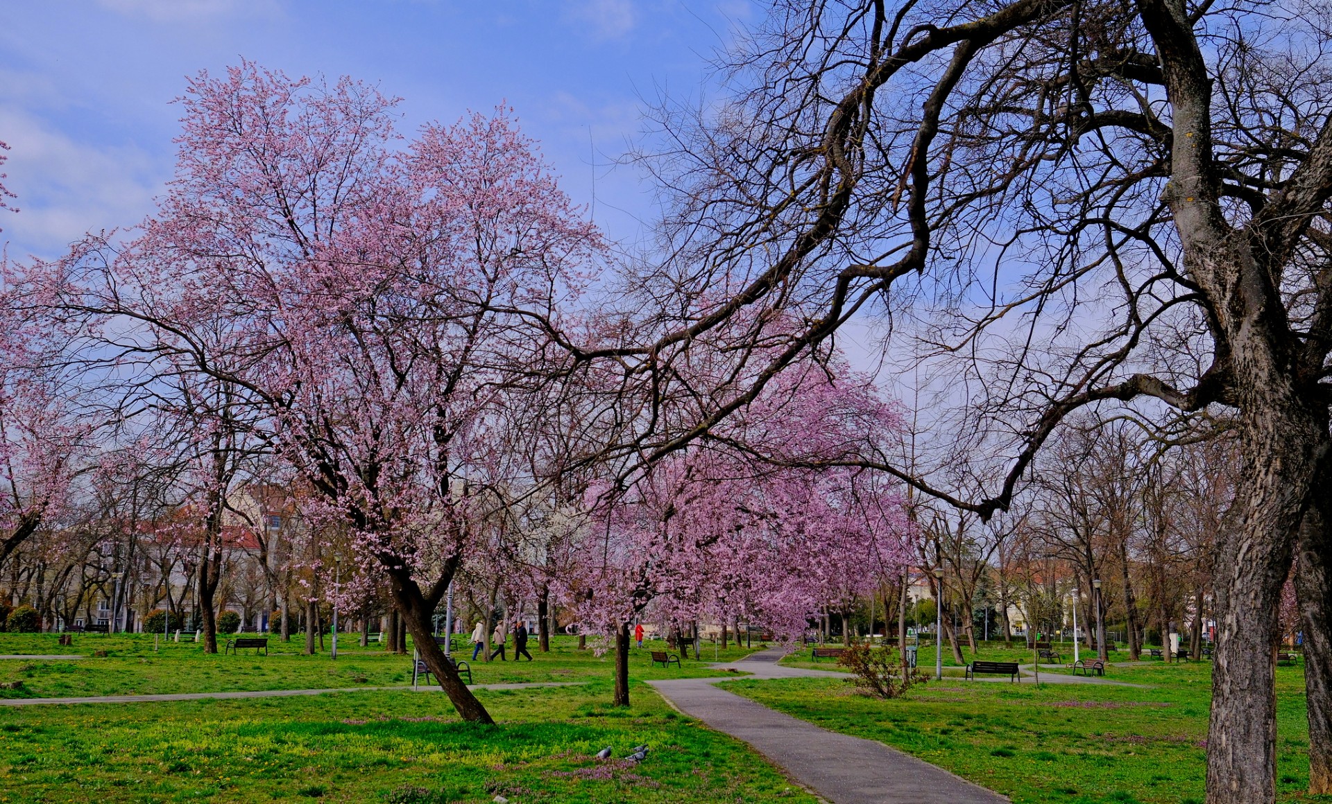 parcul 1 decembrie 7