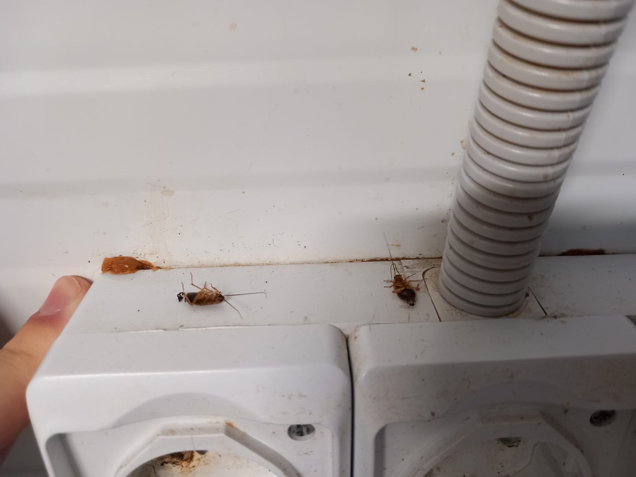 WhatsApp Image 2025-03-27 at 16.45.50