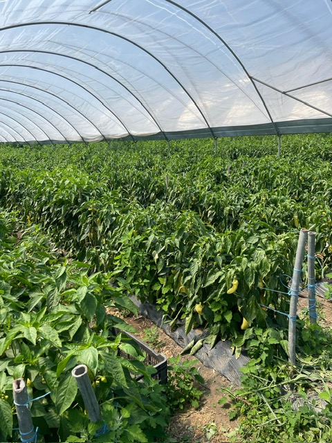 PHOTO-2025-04-17-08-49-48