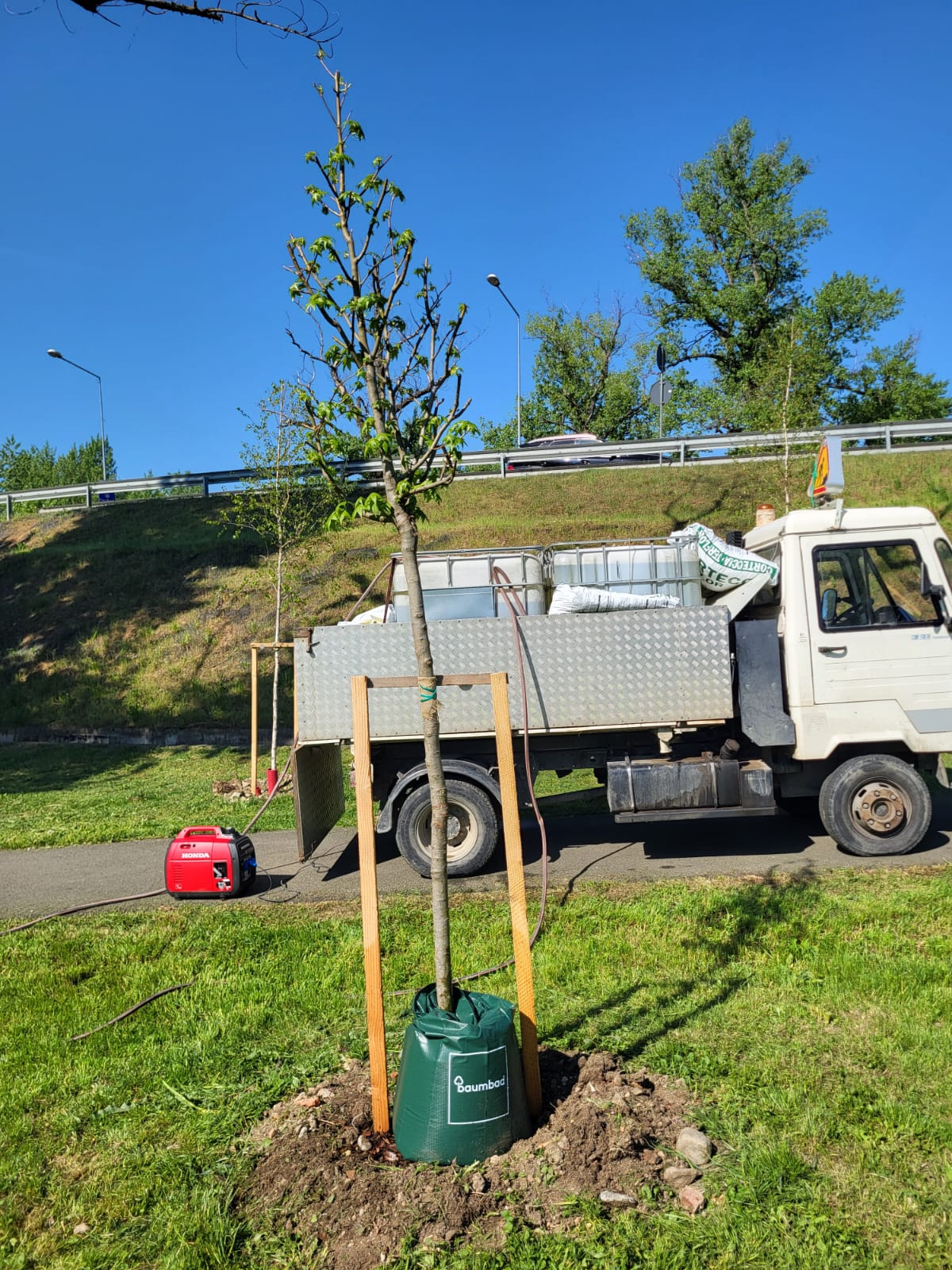 Foto: S-au montat sacii de udare la arborii nou plantați 29.04.2025