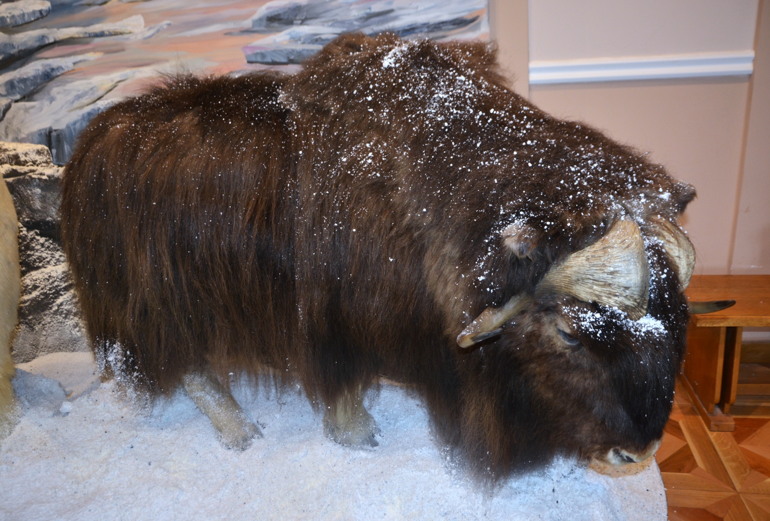 Expozitia Mamifere mari din patru continente (2)