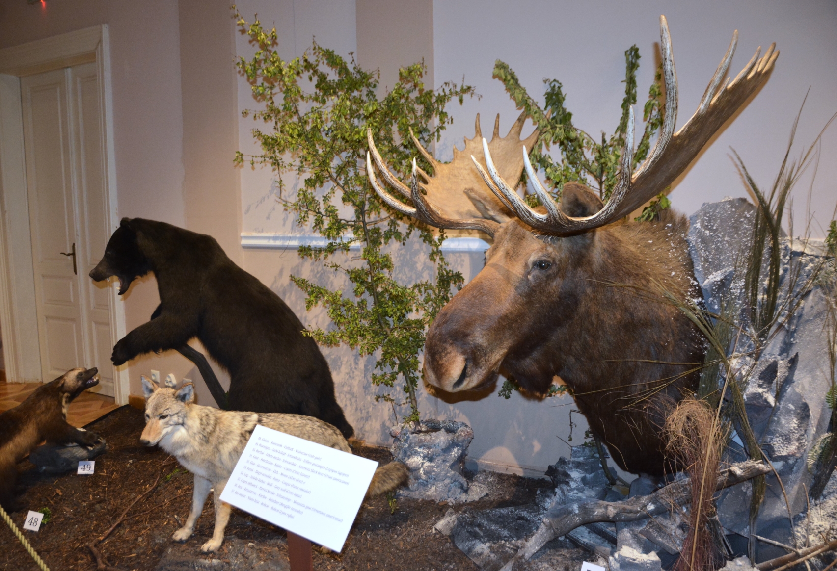 Expozitia Mamifere mari din patru continente (4)