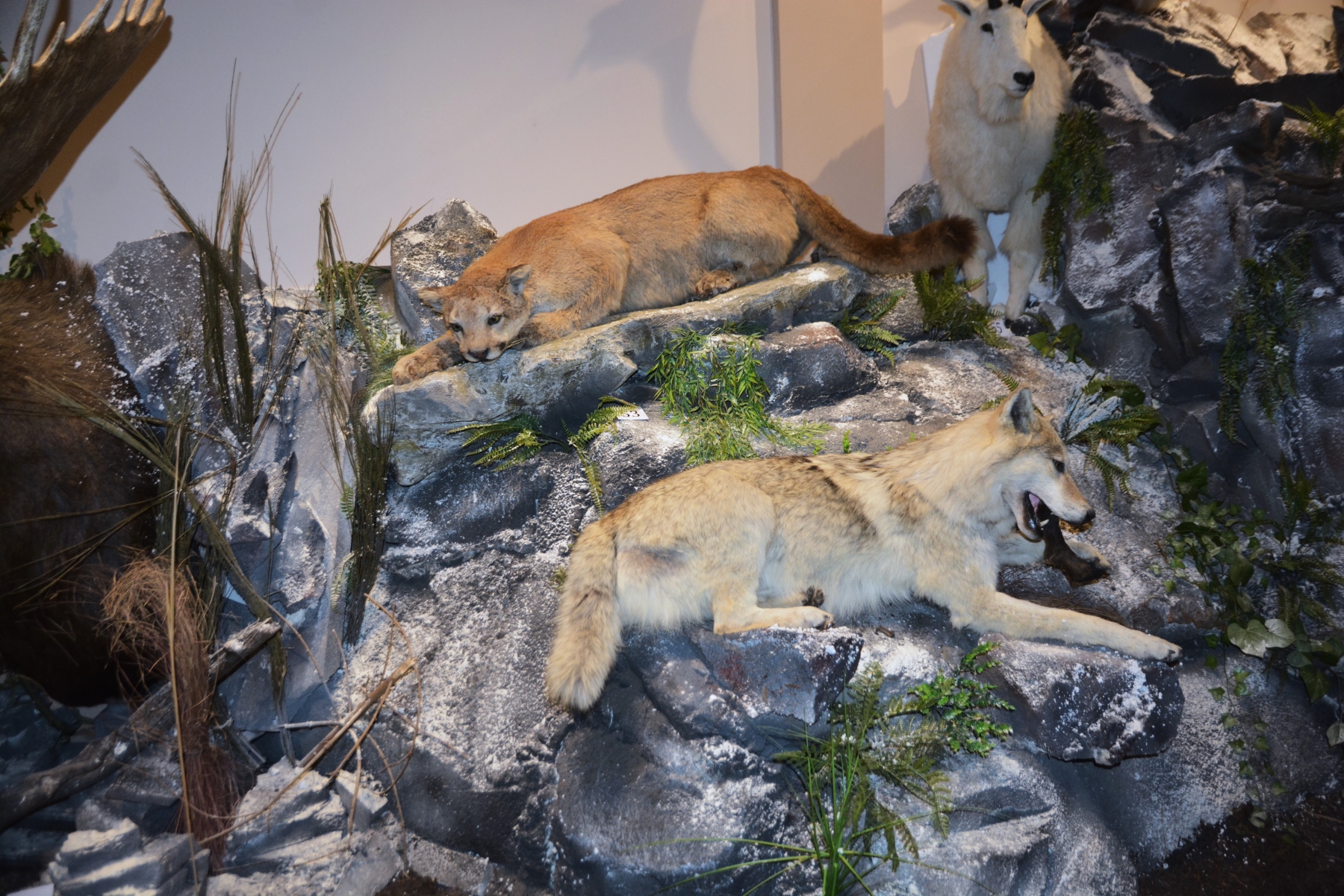 Expozitia Mamifere mari din patru continente (5)