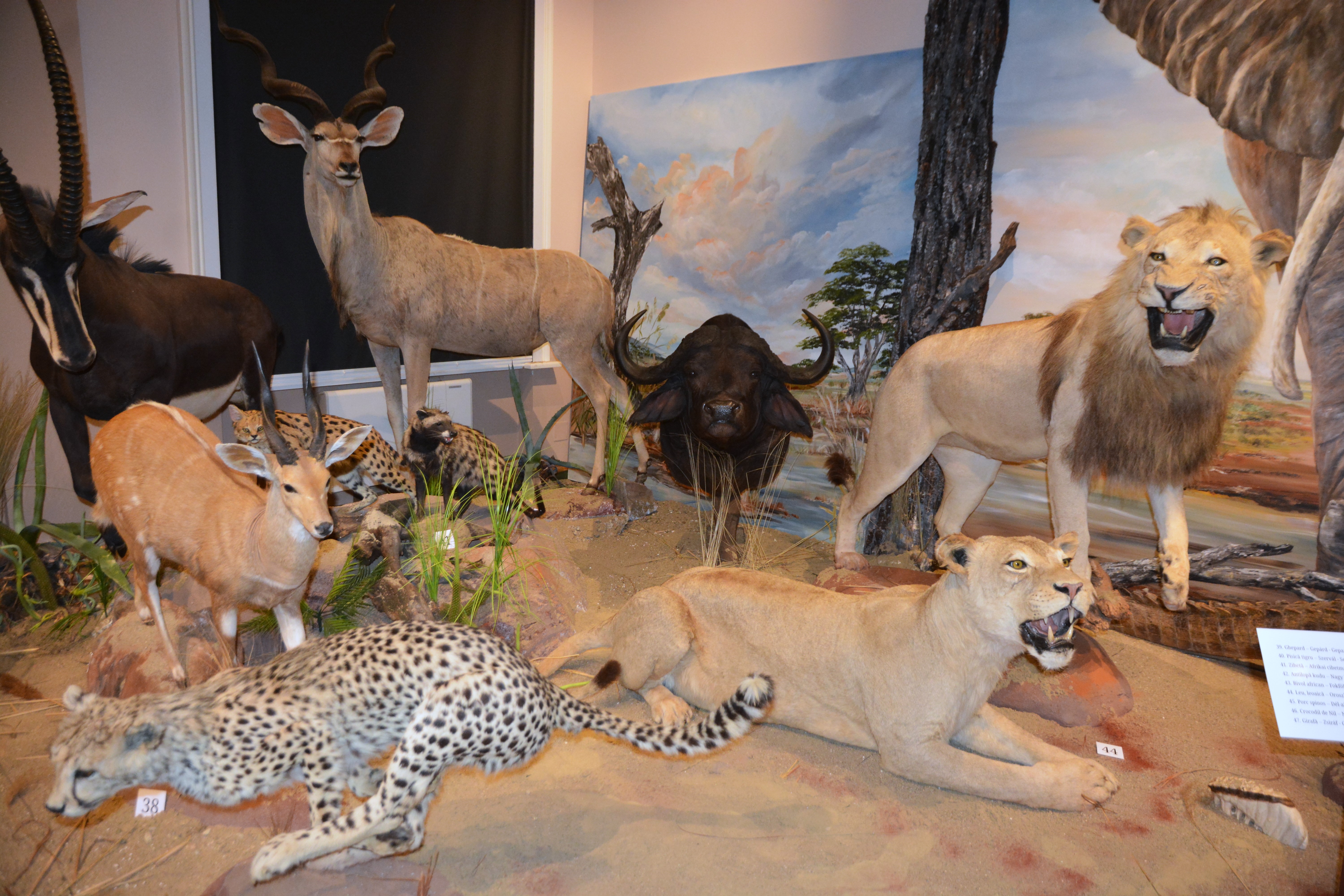 Expozitia Mamifere mari din patru continente (6)