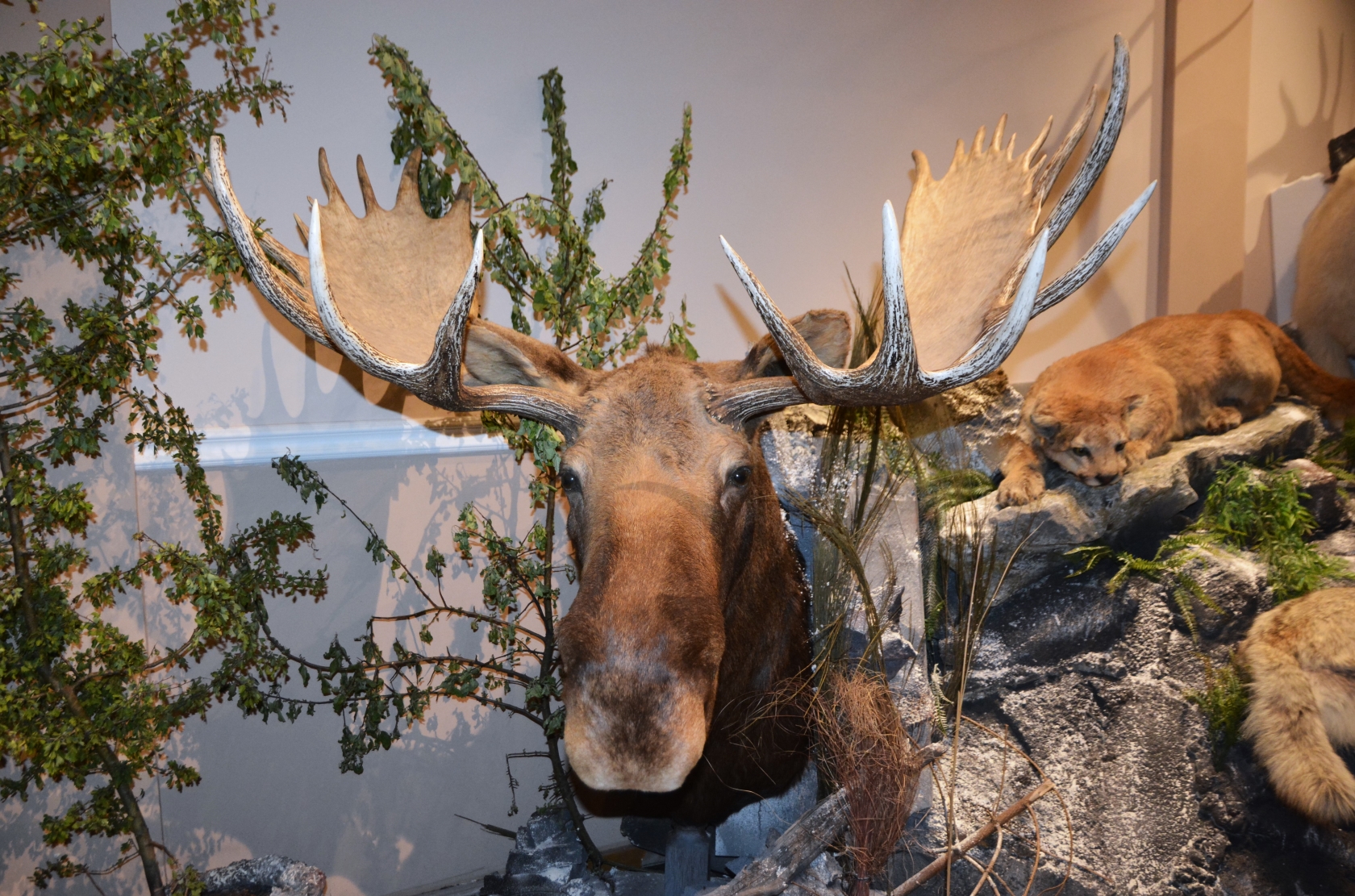 Expozitia Mamifere mari din patru continente (7)