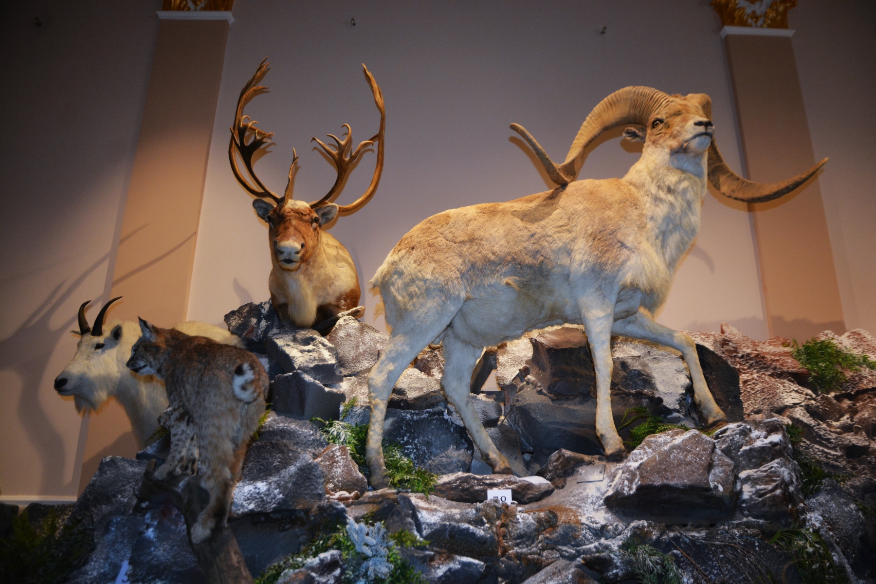 Expozitia Mamifere mari din patru continente (9)