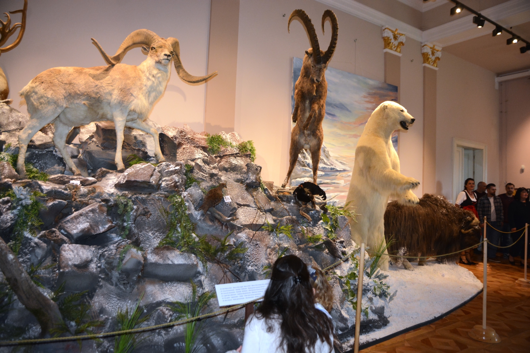 Expozitia Mamifere mari din patru continente (28)