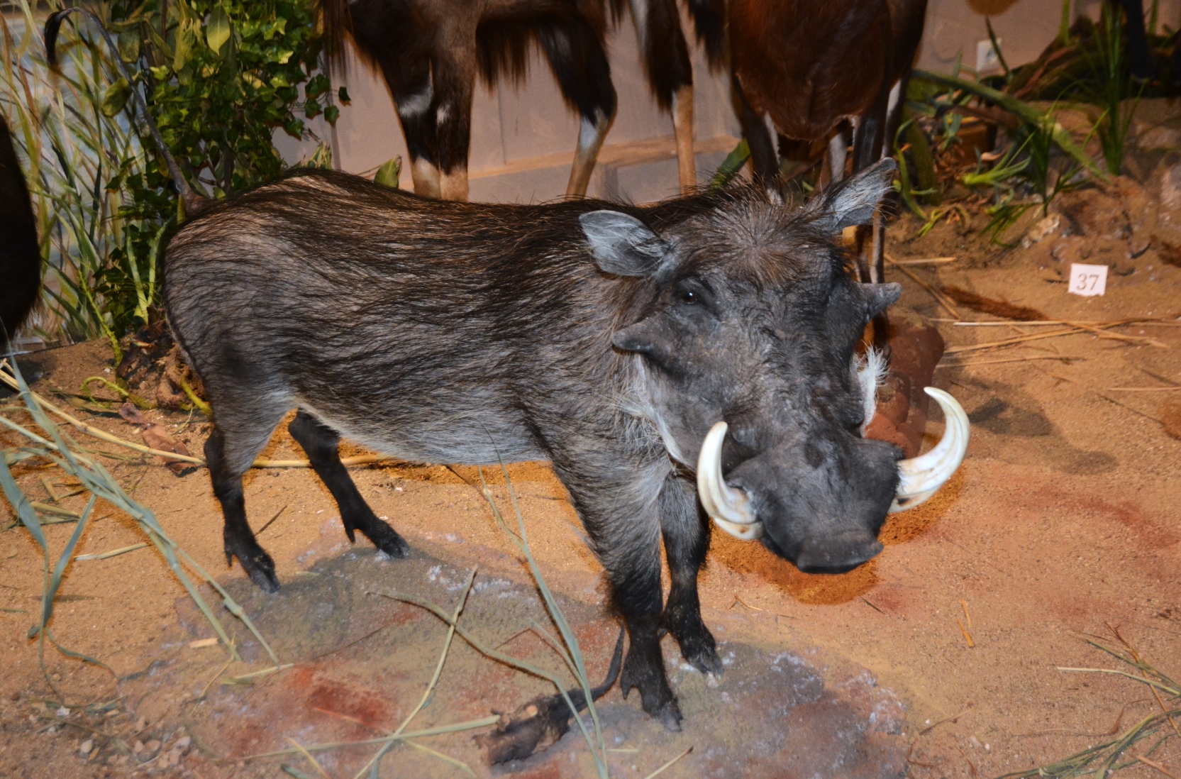 Expozitia Mamifere mari din patru continente (31)