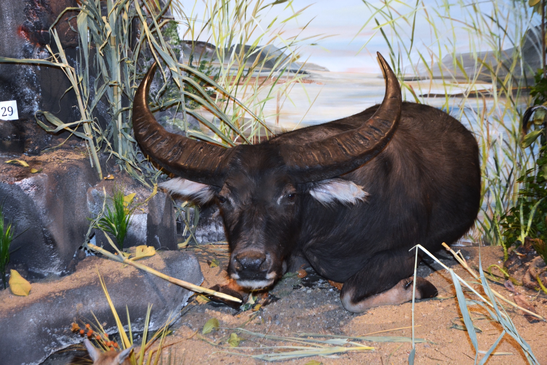 Expozitia Mamifere mari din patru continente (32)