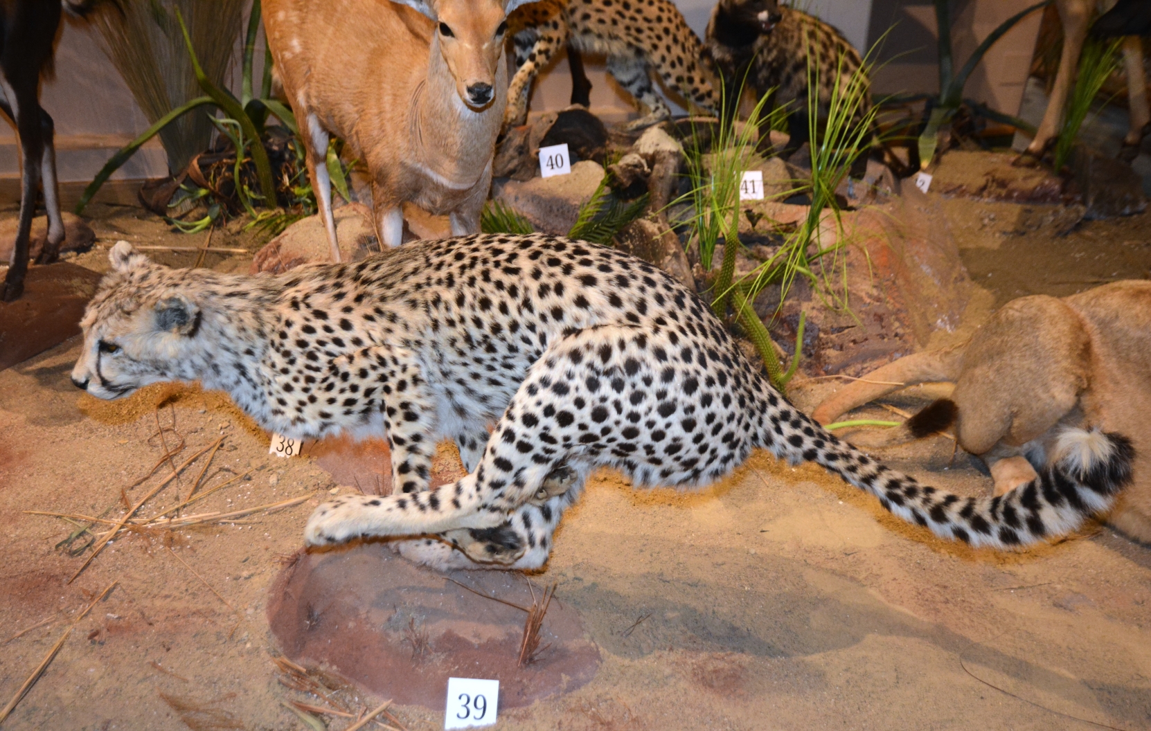 Expozitia Mamifere mari din patru continente (37)