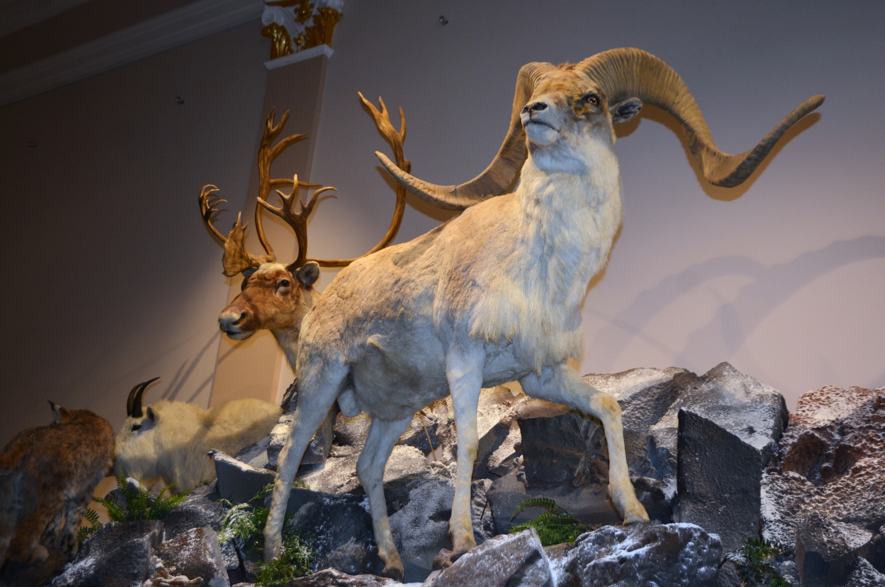 Expozitia Mamifere mari din patru continente (40)