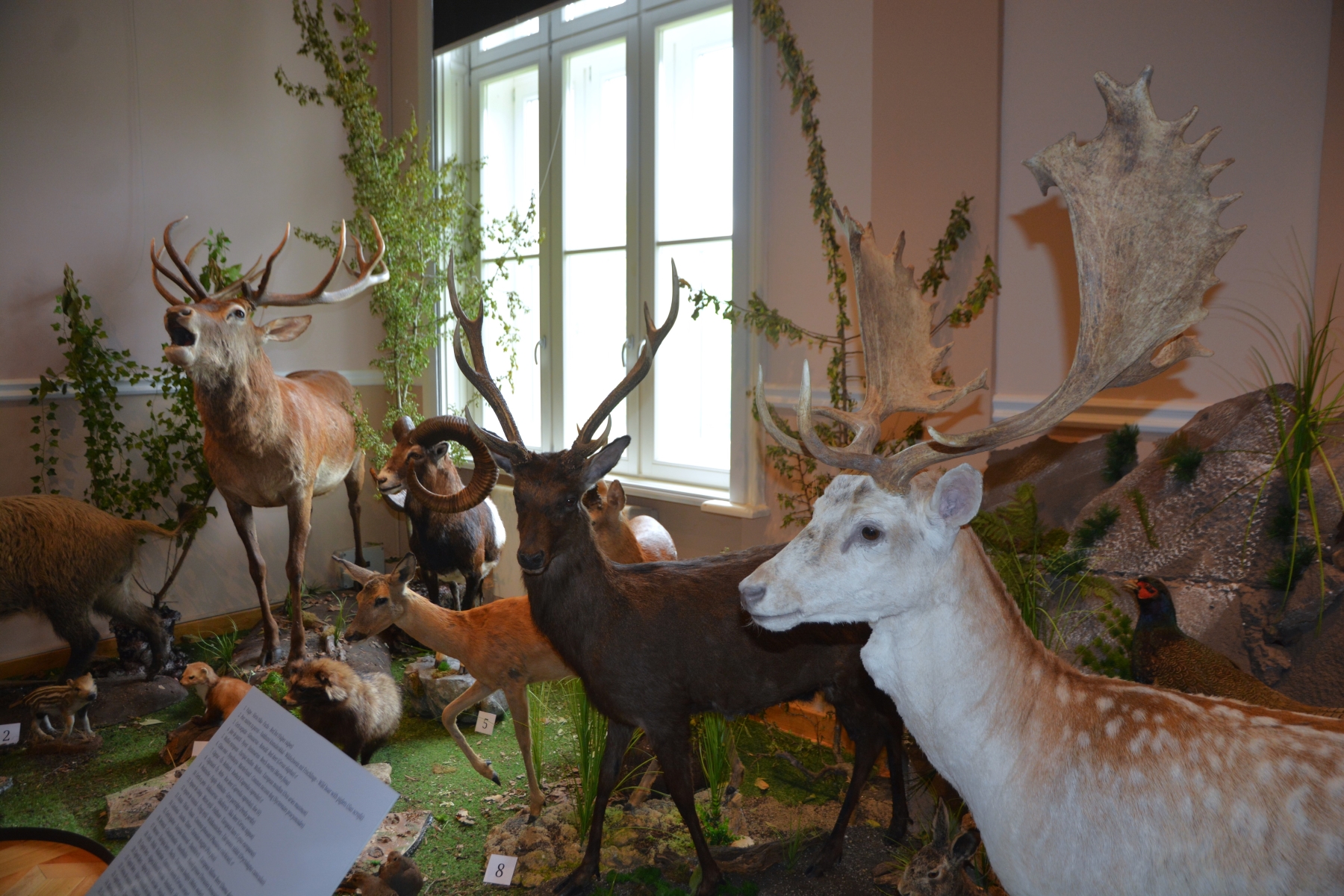 Expozitia Mamifere mari din patru continente (43)