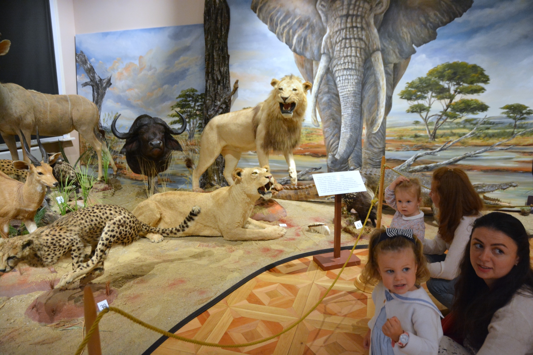 Expozitia Mamifere mari din patru continente (46)