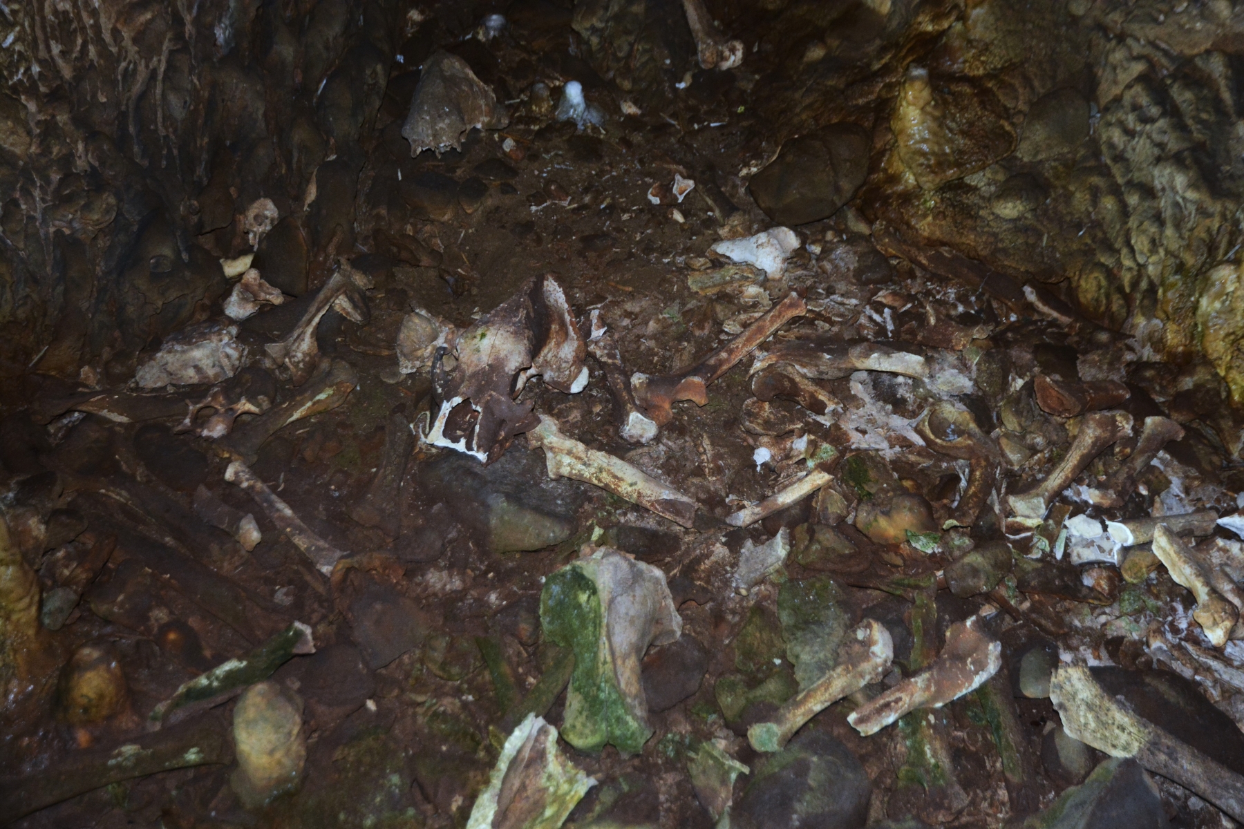 Concert în Peştera Urşilor Foto Cami Buşu (55)