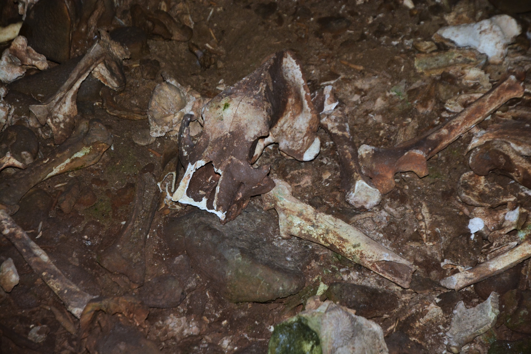 Concert în Peştera Urşilor Foto Cami Buşu (56)