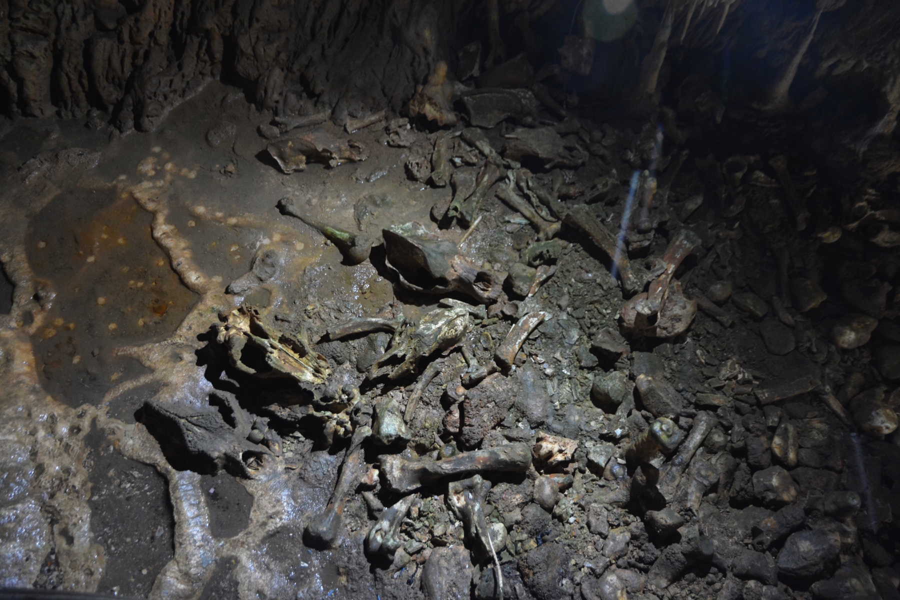 Concert în Peştera Urşilor Foto Cami Buşu (57)