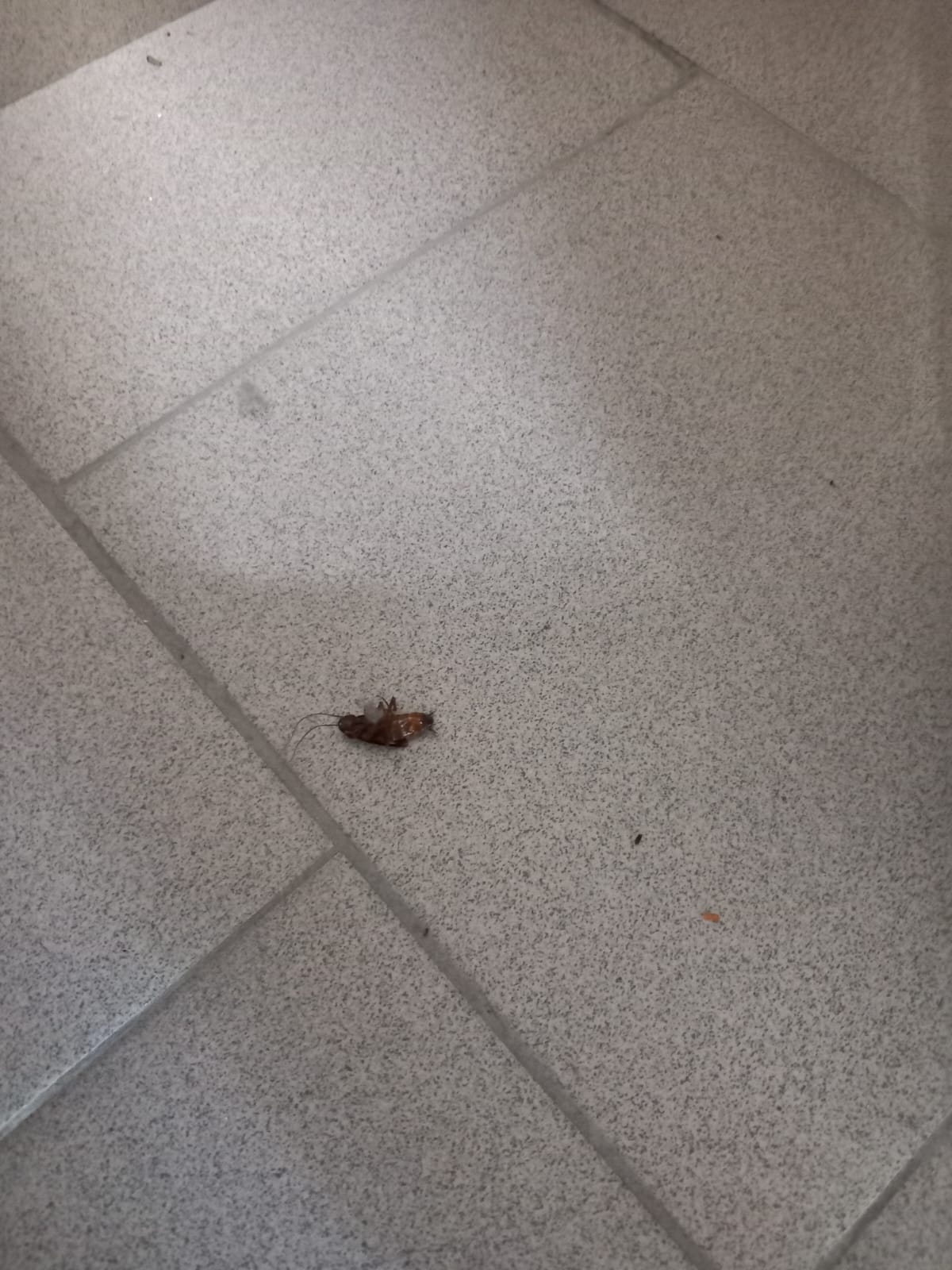 WhatsApp Image 2025-06-23 at 14.12.06