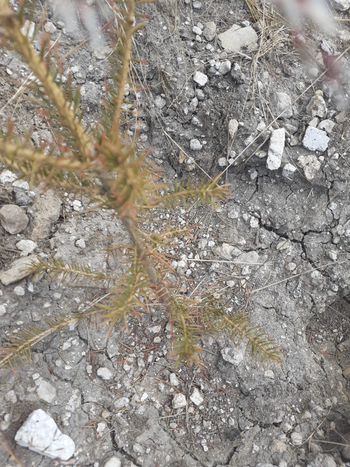 WhatsApp Image 2025-06-26 at 22.03.36