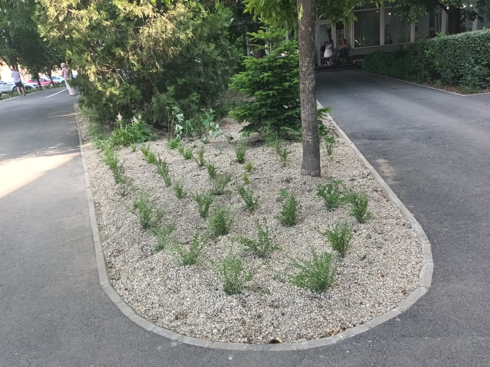  Plantări de plante perene între Primărie și Tudor Vladimirescu!