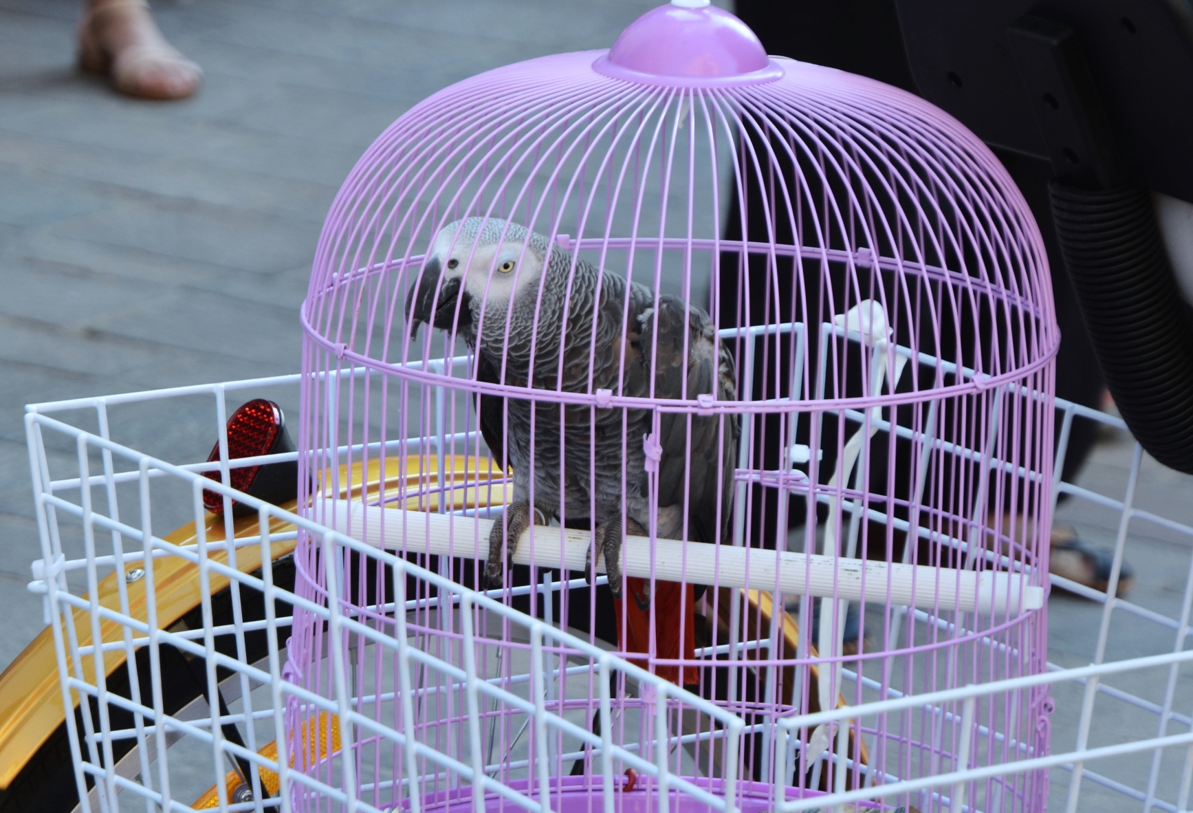 Ziua Art Nouveau 2025, la Oradea (58)