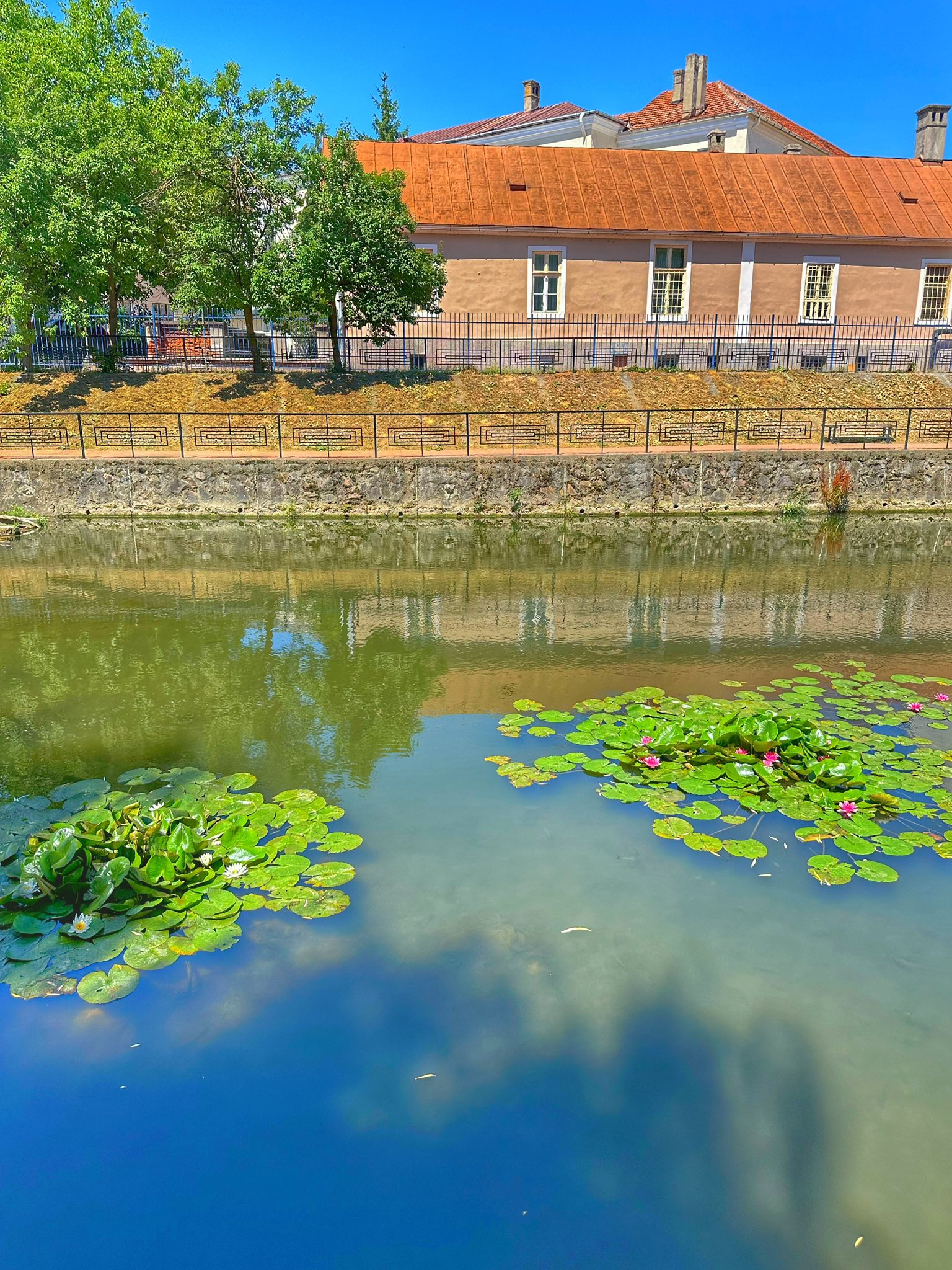 Foto: 15 specii de nuferi pe Valea Nimăiești în Beiuș 07.07.2025