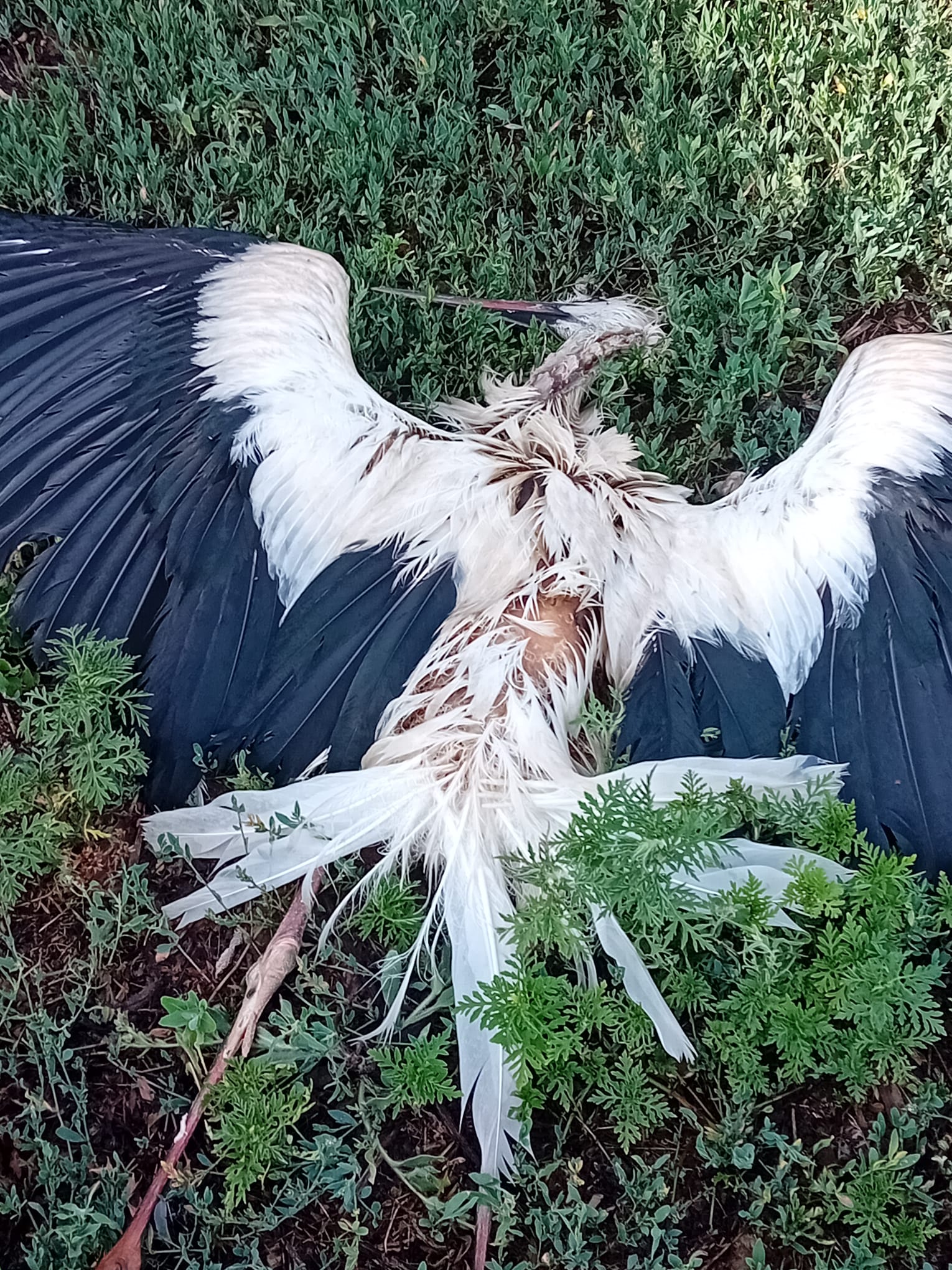 WhatsApp Image 2025-08-04 at 10.42.18 (1)