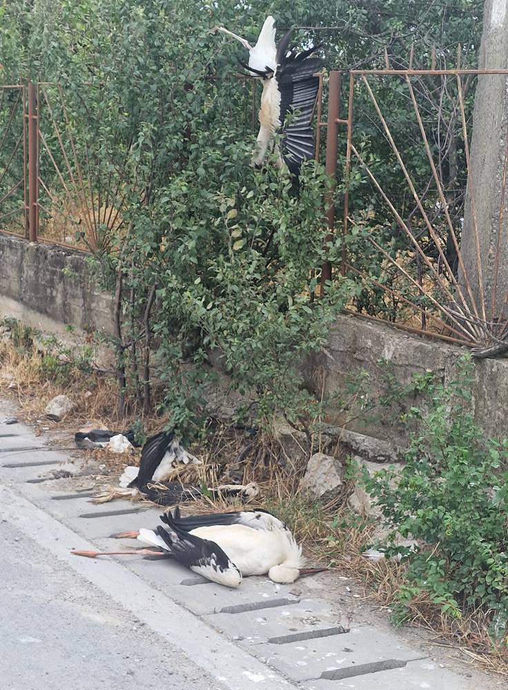 526780184_24339810298984262_3320272222095737365_n