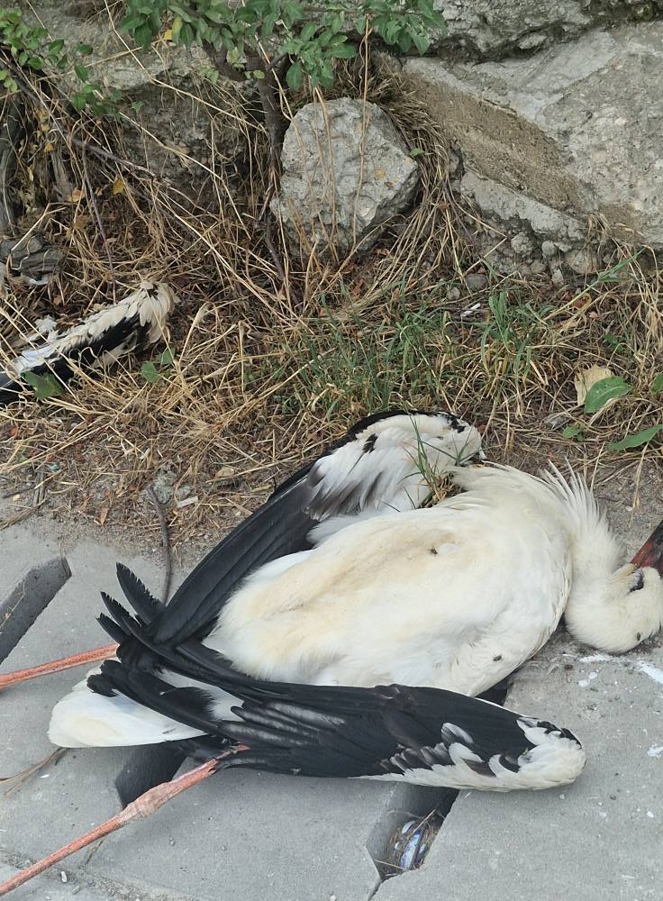 527318658_24339811418984150_3810301378276961077_n