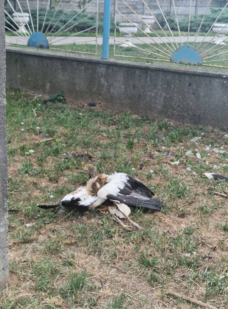 527056768_24339811095650849_3809207354072994818_n