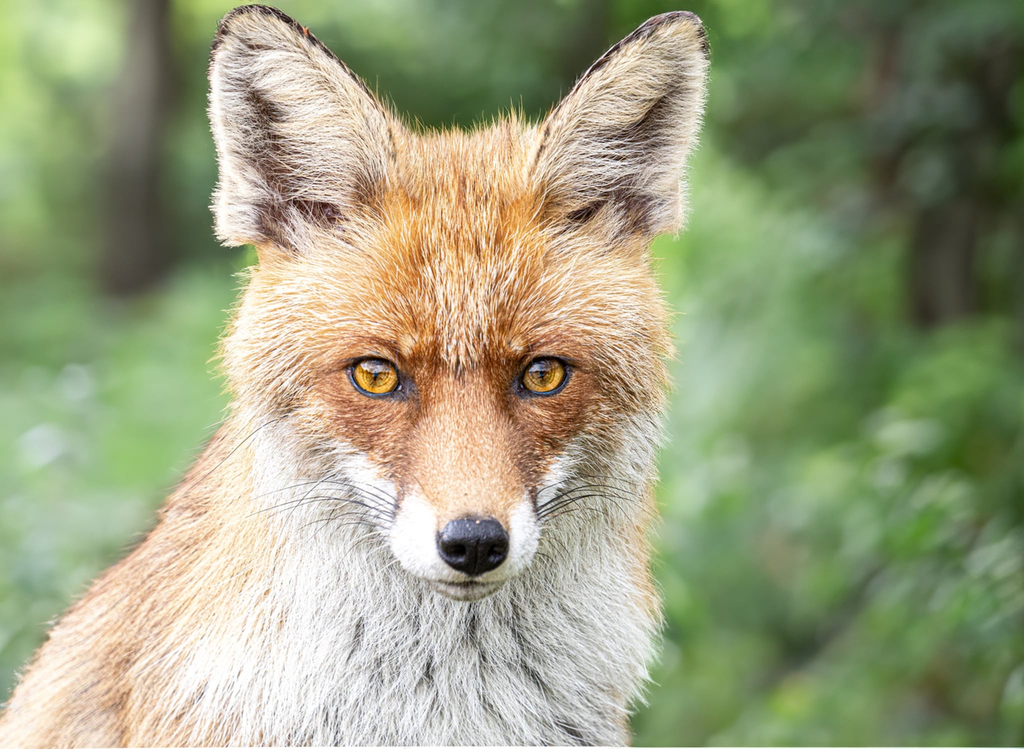 14 vulpea Foto Lazăr Constantin (8)