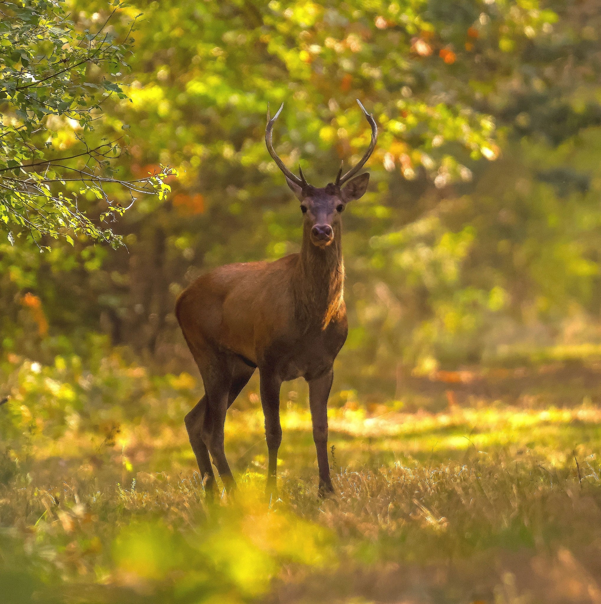 14cerb Foto Lazăr Constantin (30)