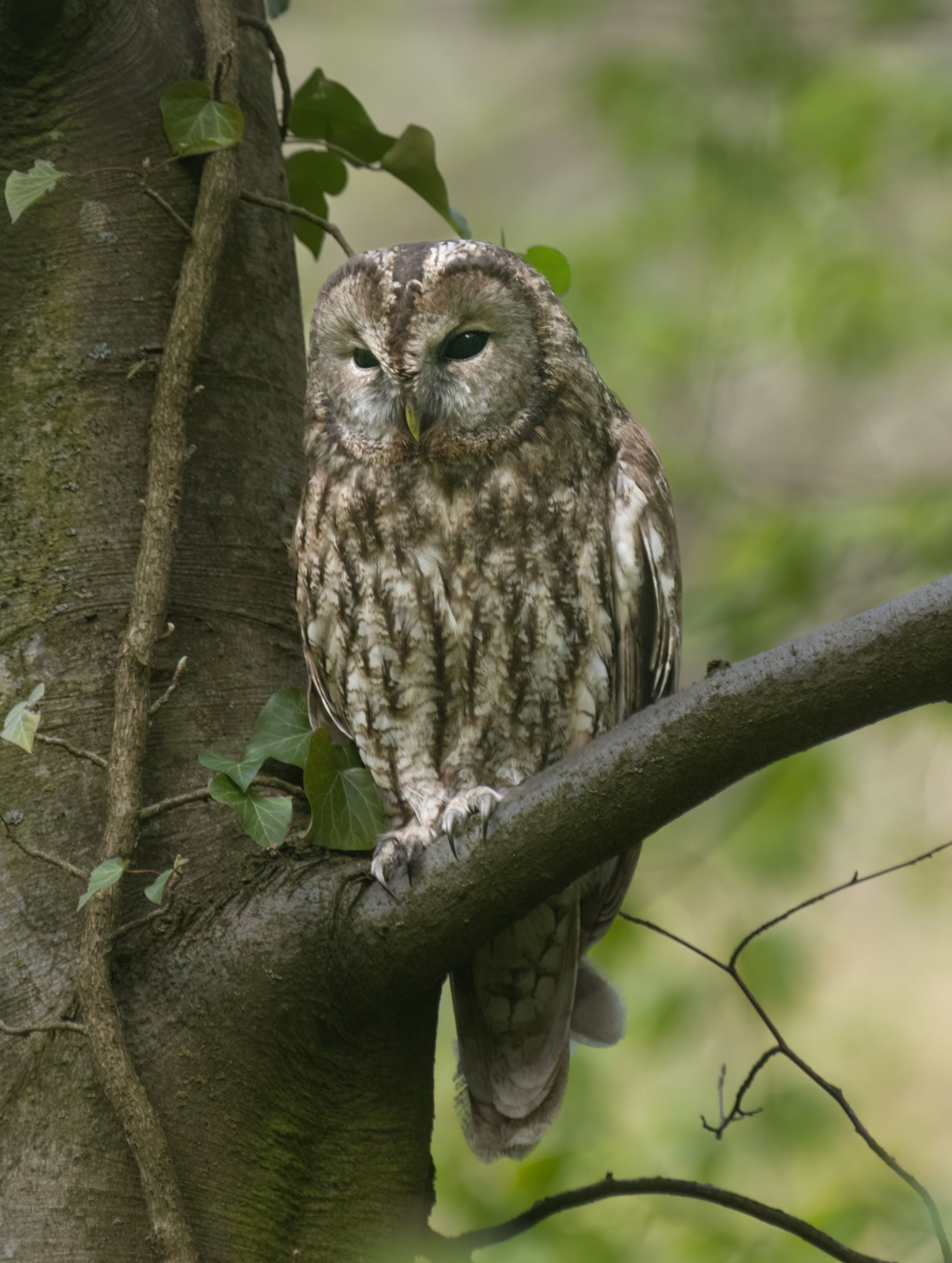 14huhurez Foto Lazăr Constantin (4)