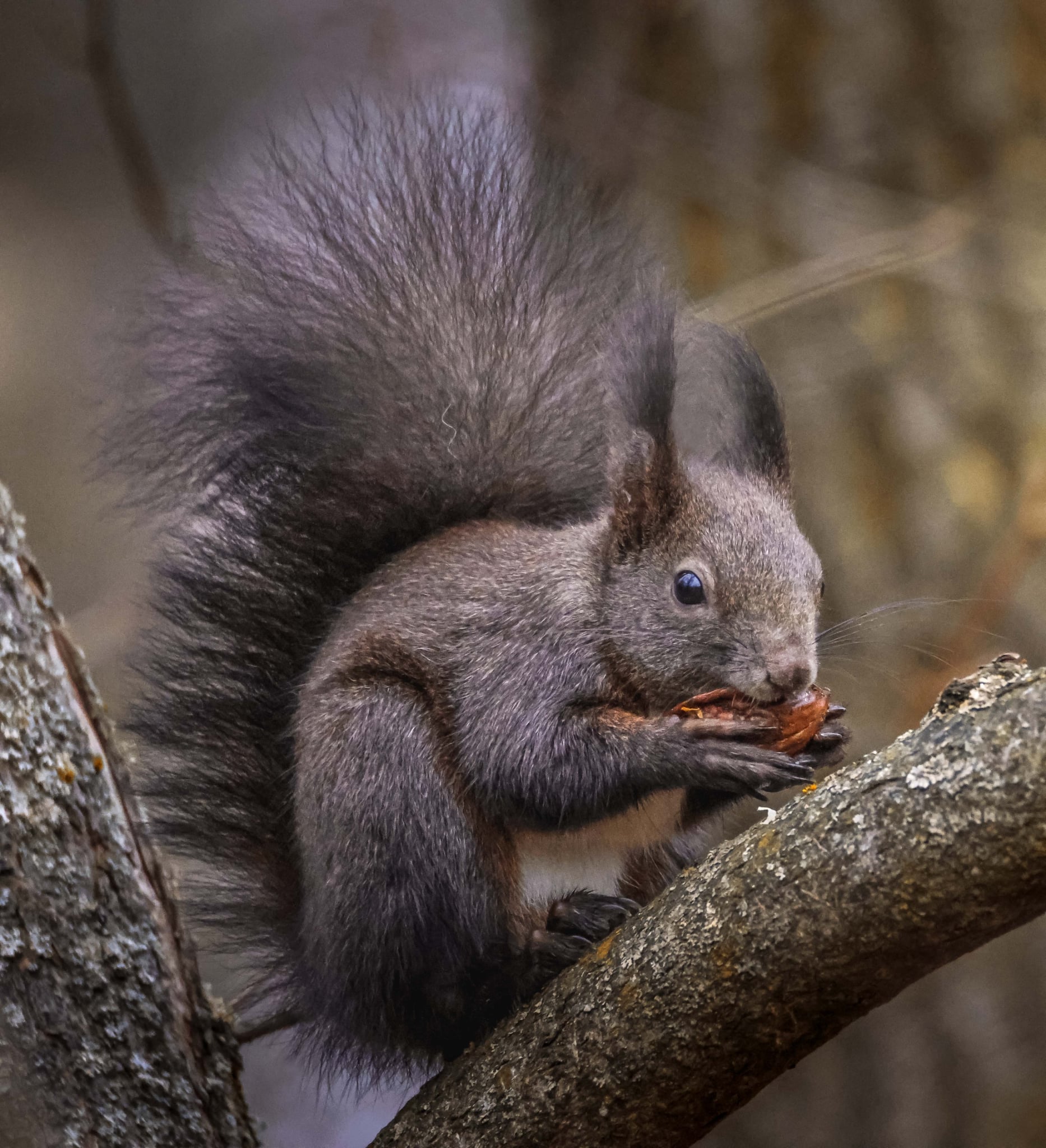 14veveriţa Foto Lazăr Constantin (17)