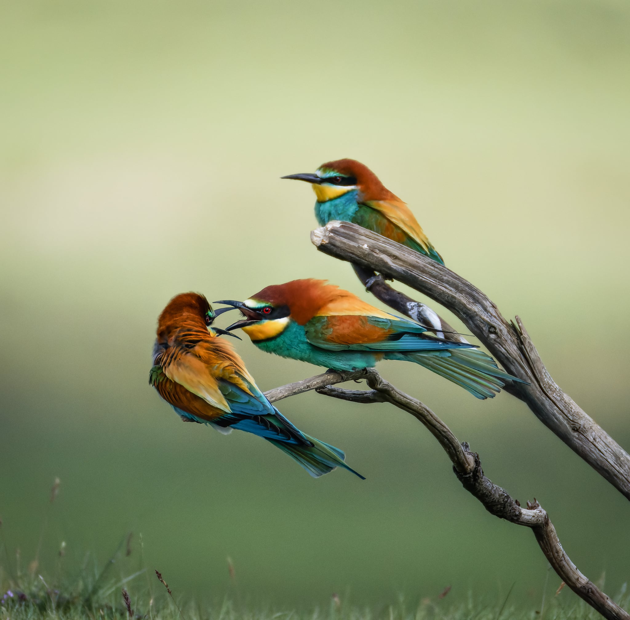 Foto Lazăr Constantin (1)