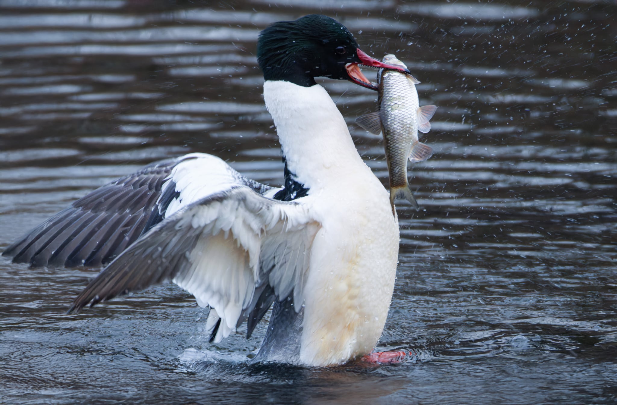 Foto Lazăr Constantin (3)