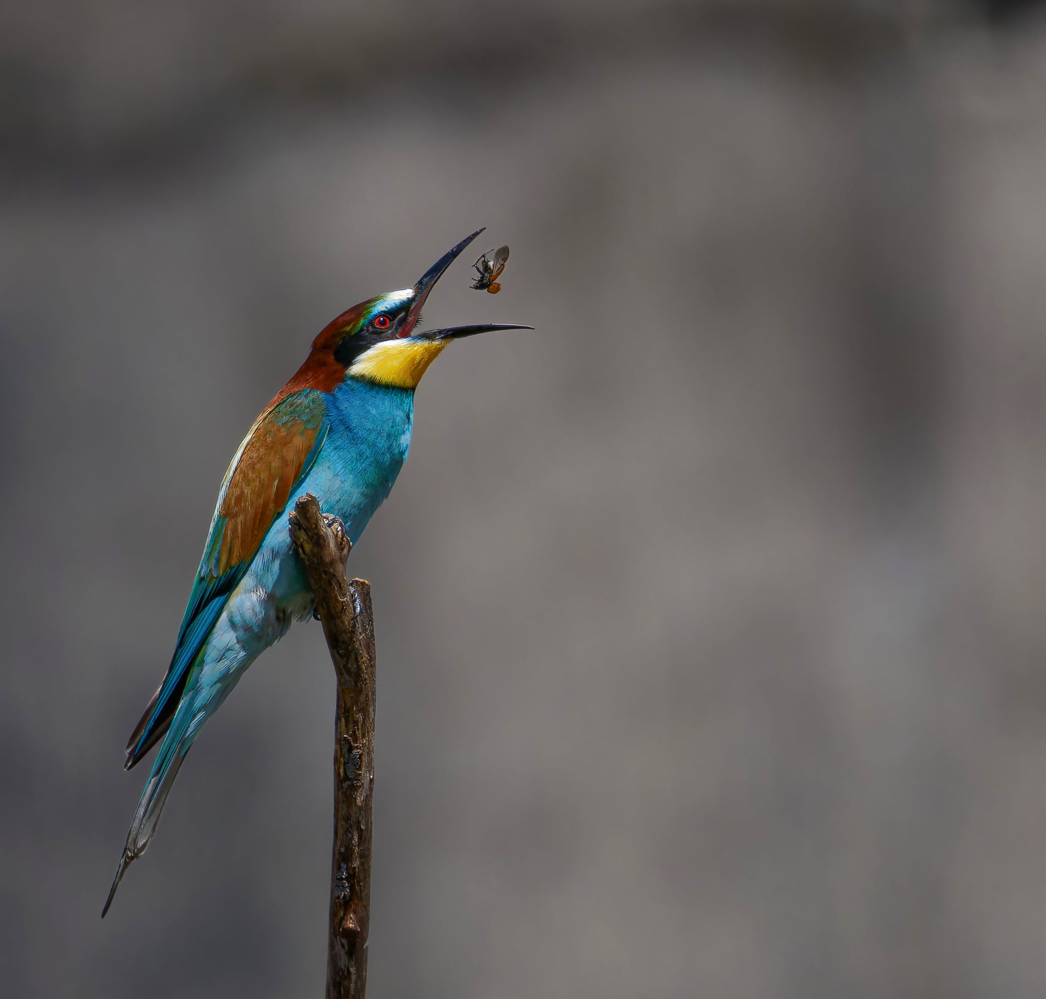 Foto Lazăr Constantin (6)