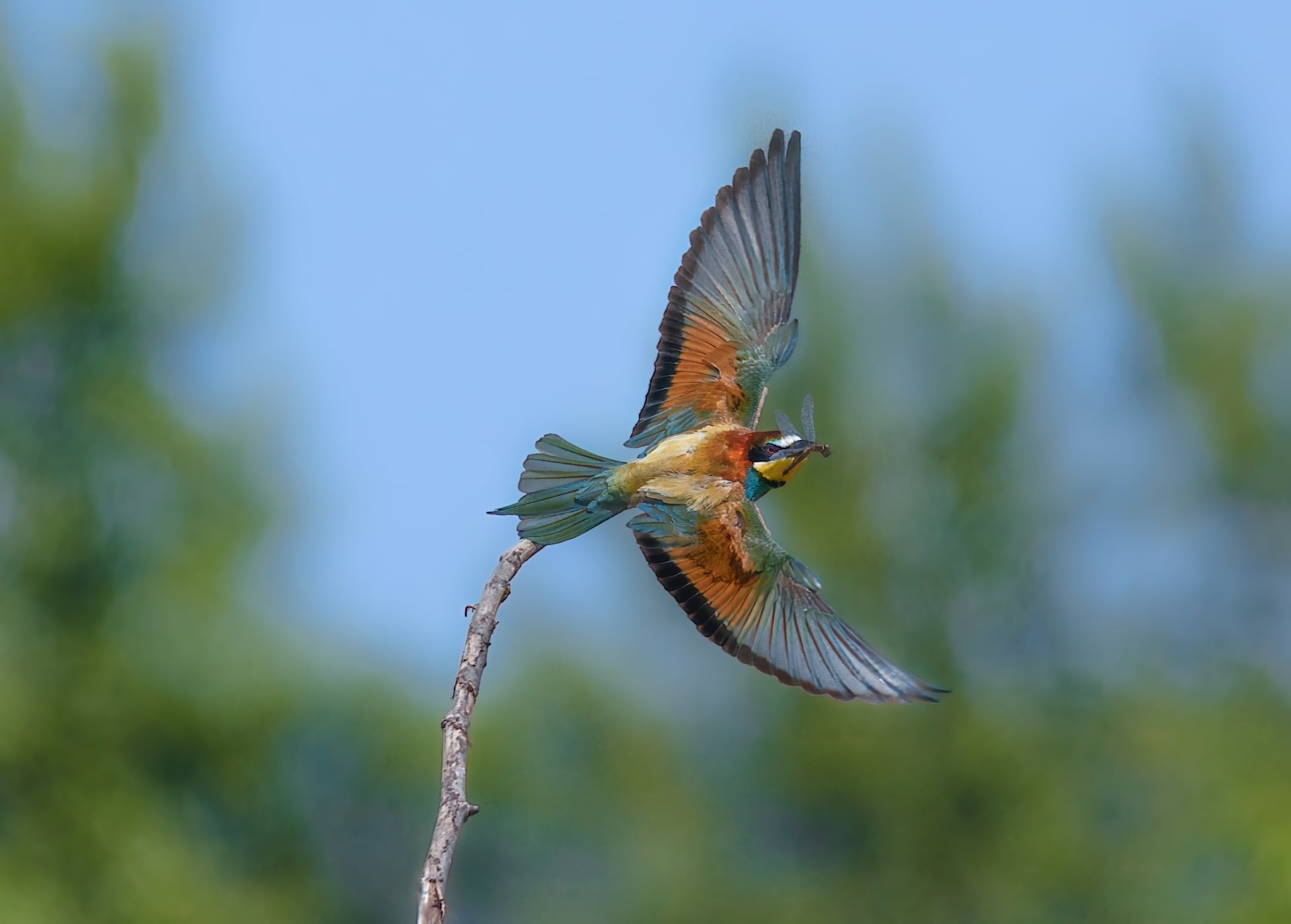 Foto Lazăr Constantin (7)