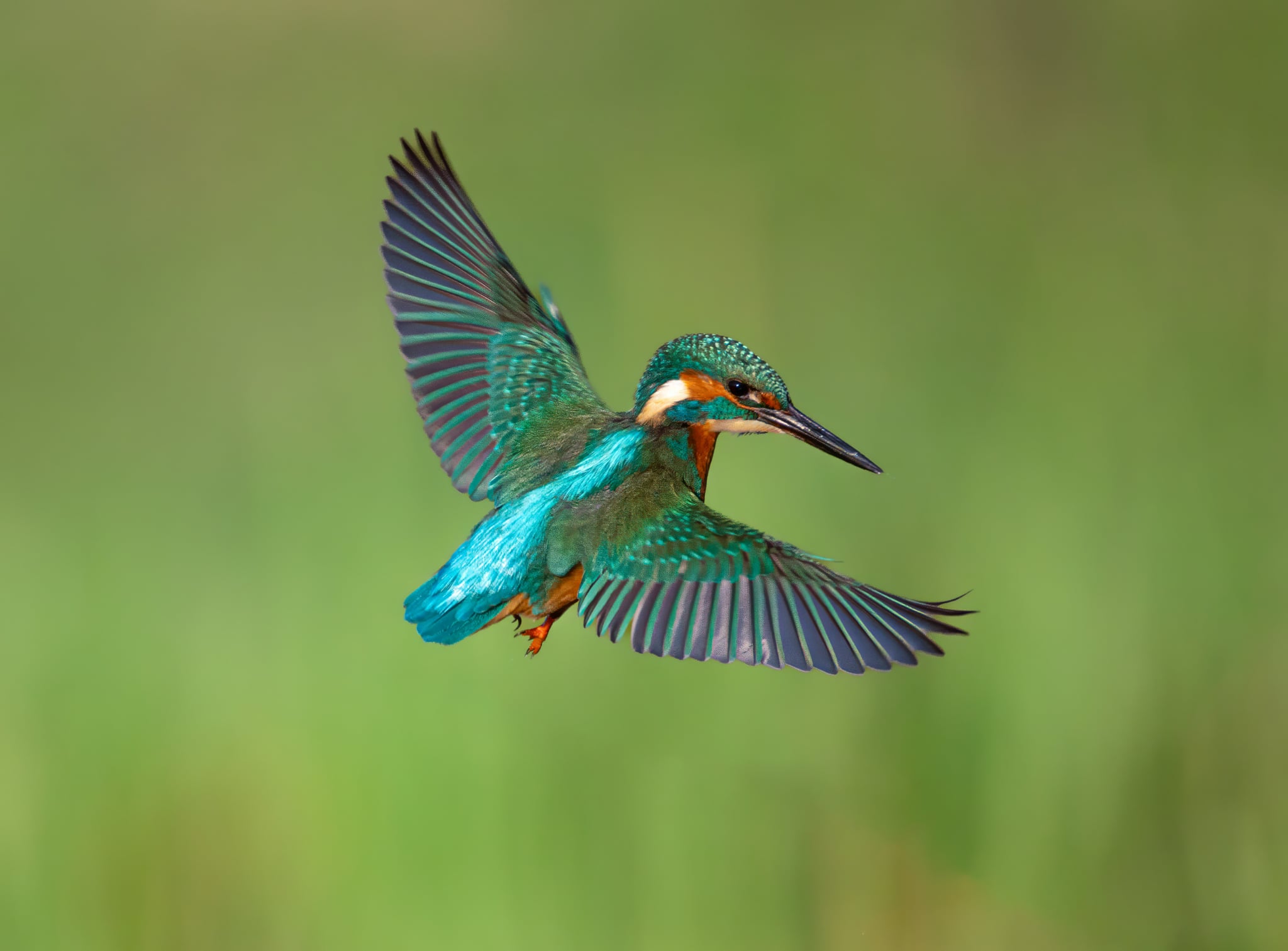 Foto Lazăr Constantin (9)