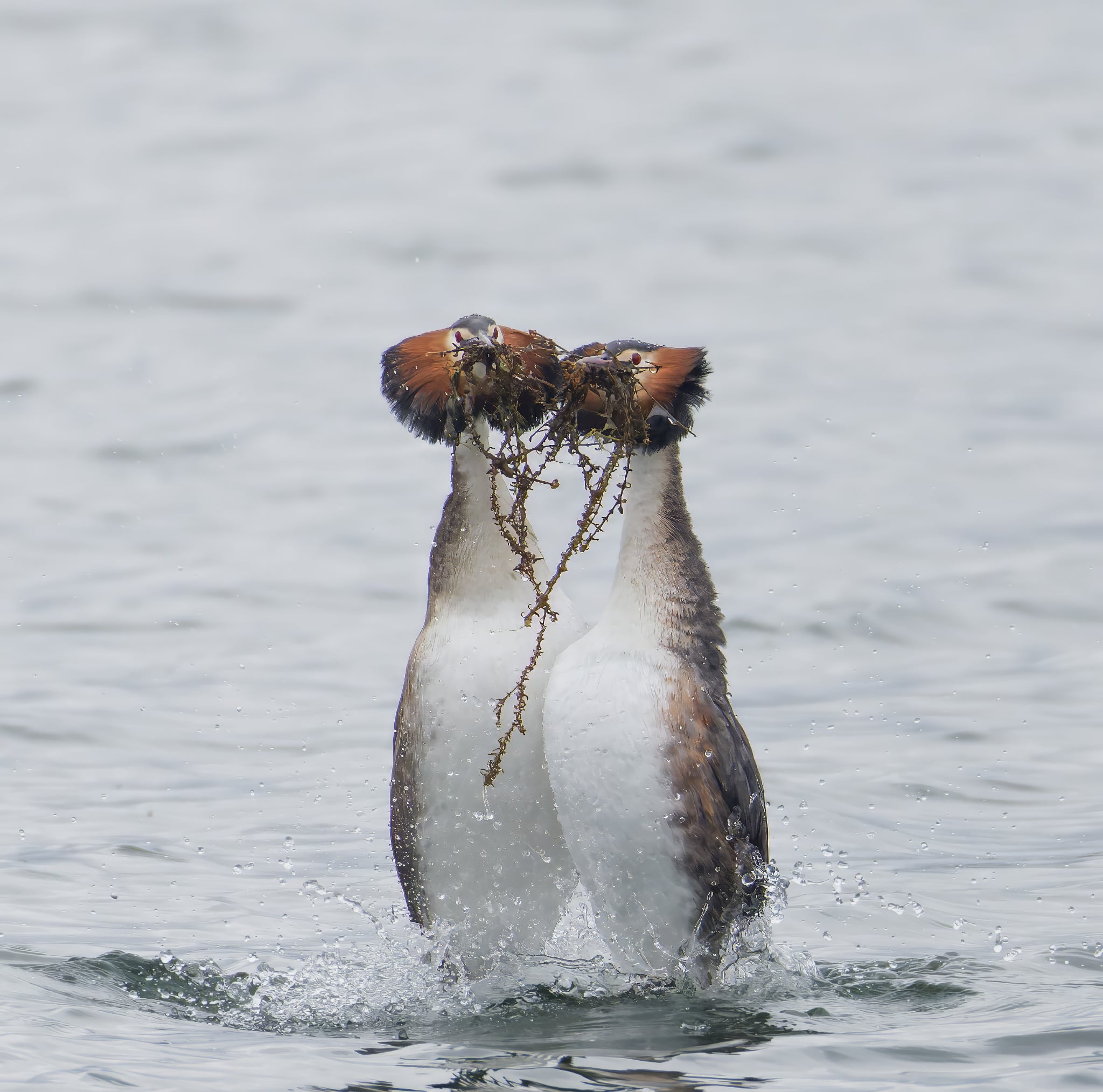 Foto Lazăr Constantin (11)