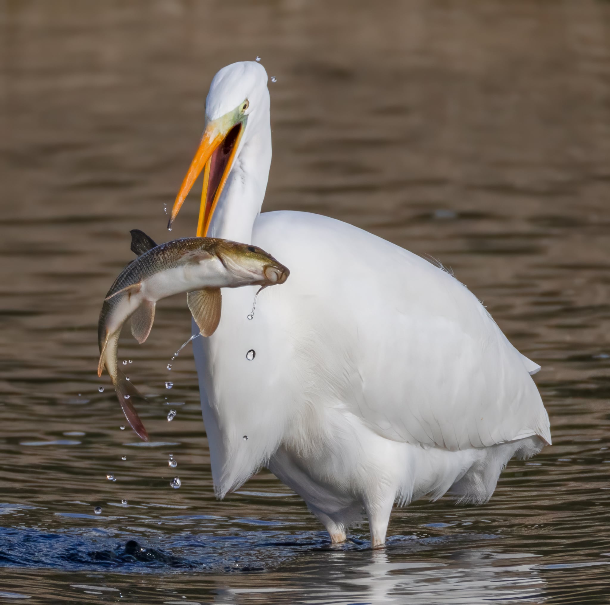 Foto Lazăr Constantin (12)