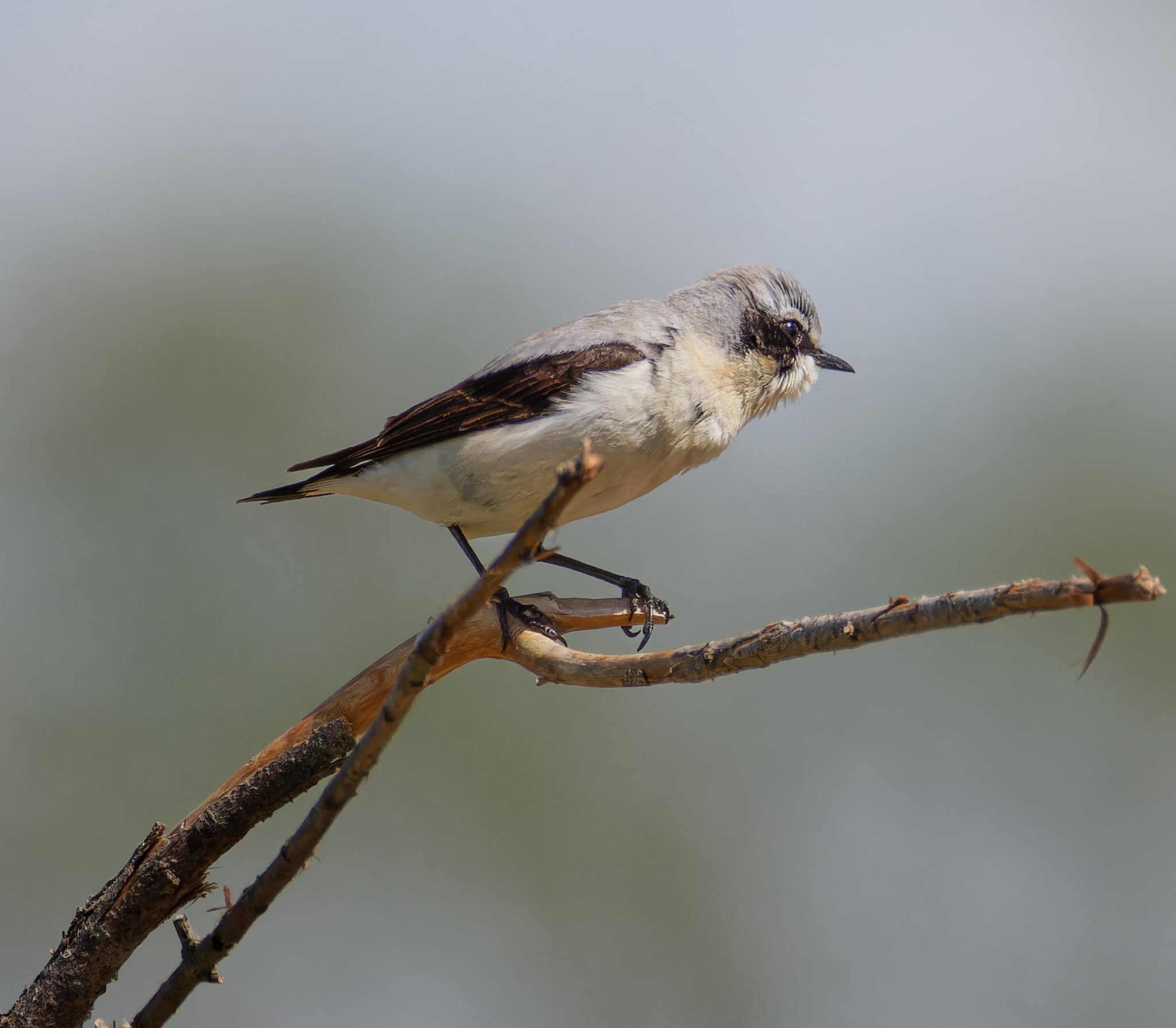 Foto Lazăr Constantin (14)