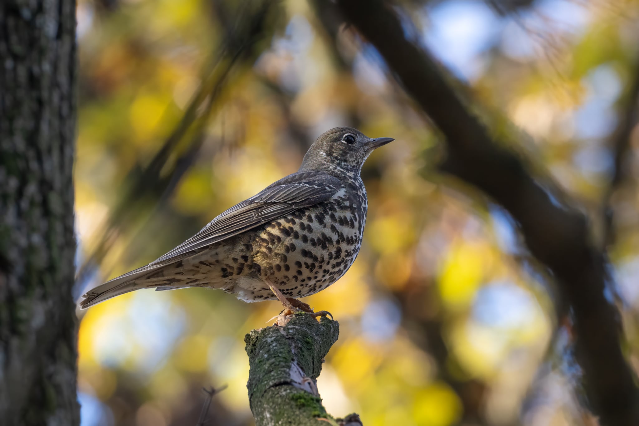 Foto Lazăr Constantin (16)