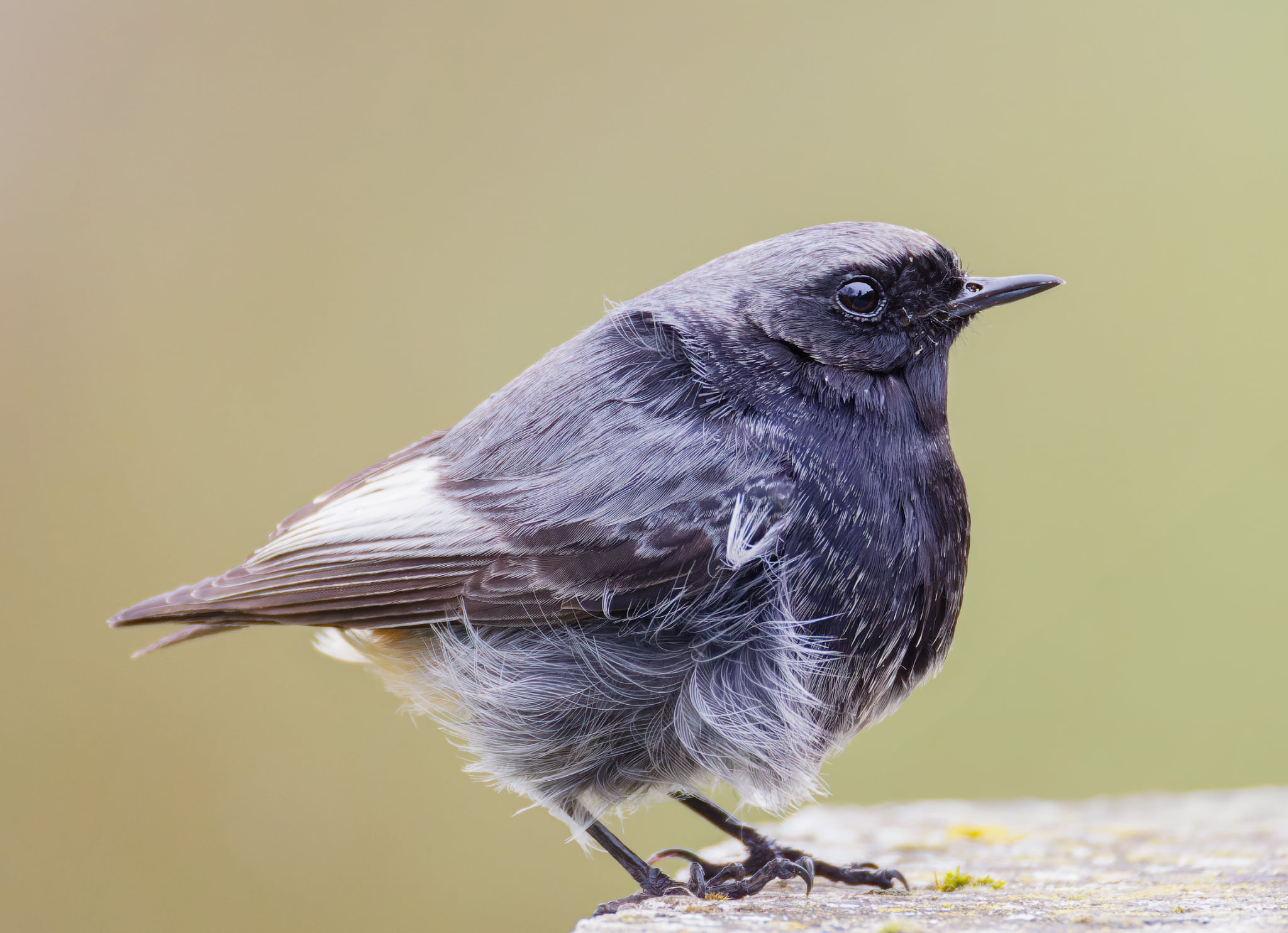 Foto Lazăr Constantin (22)