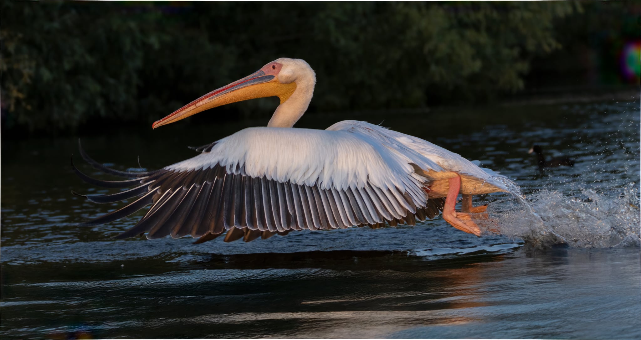 Foto Lazăr Constantin (23)