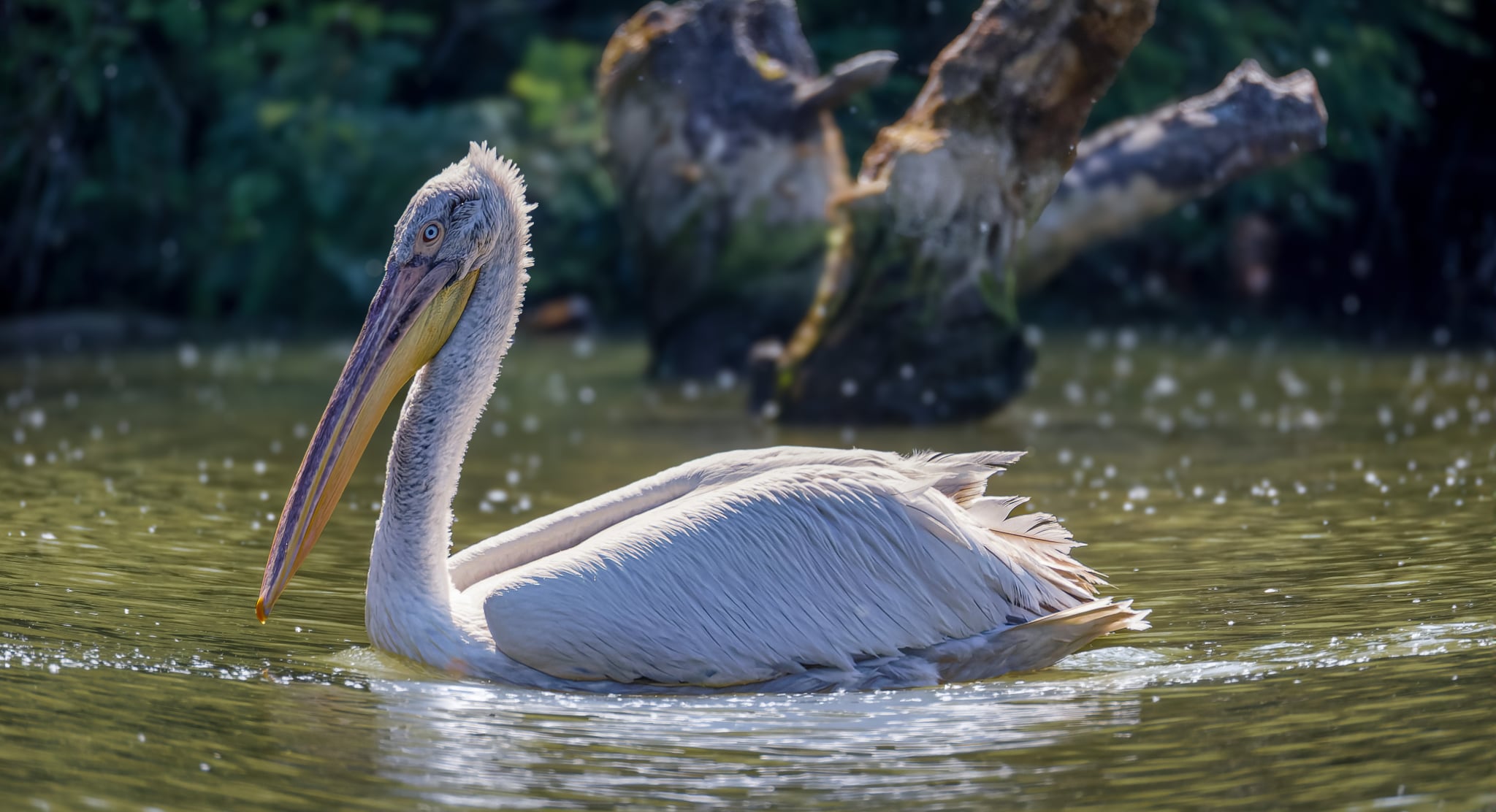 Foto Lazăr Constantin (24)