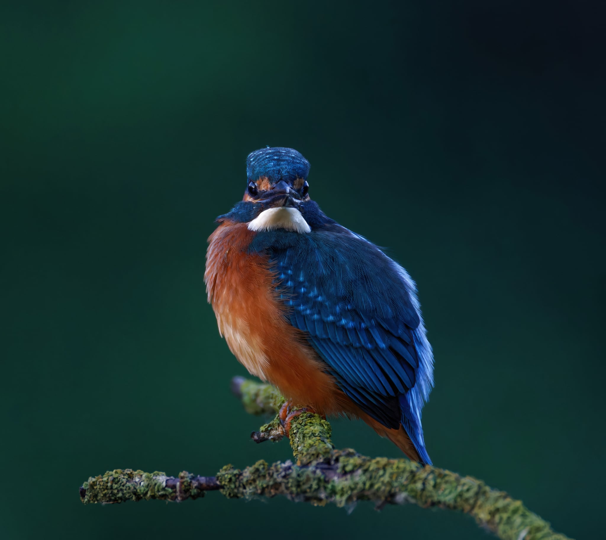 Foto Lazăr Constantin (25)