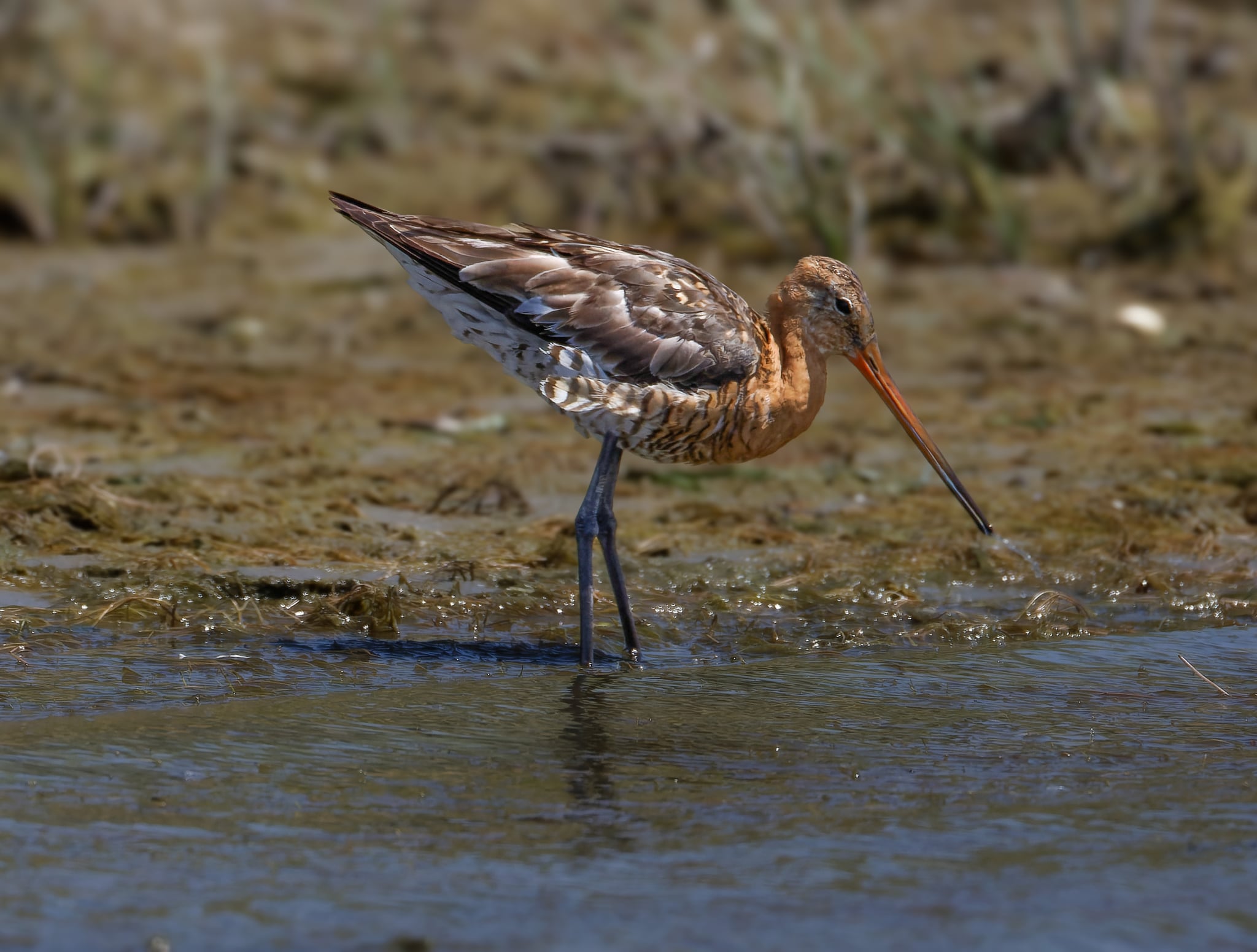 Foto Lazăr Constantin (27)