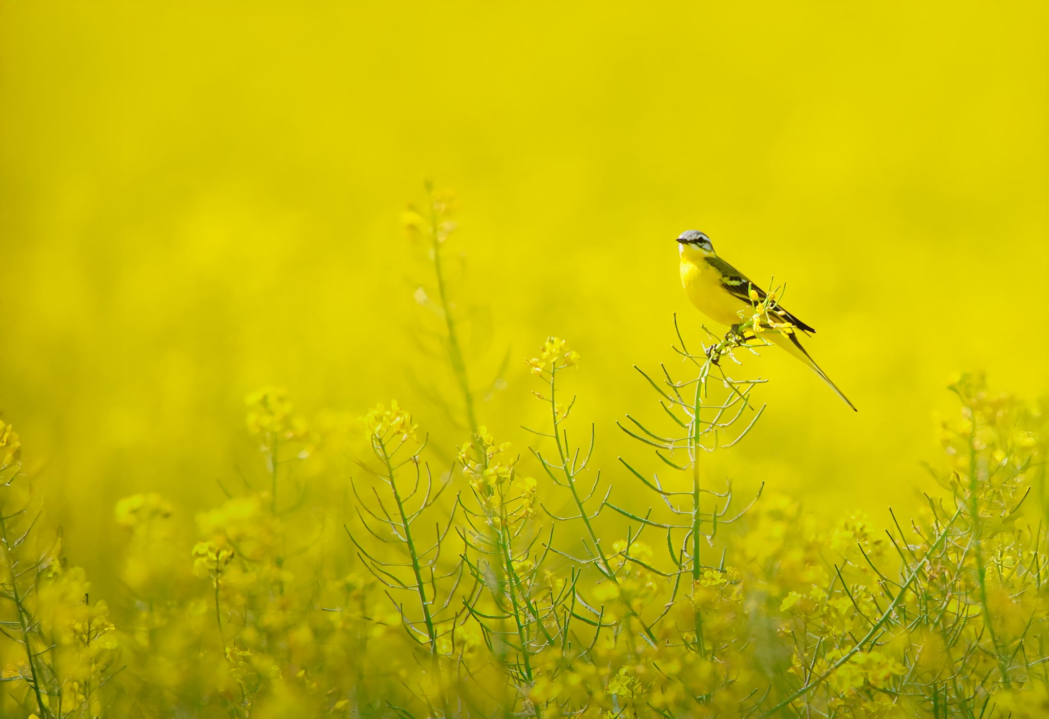 Foto Lazăr Constantin (31)